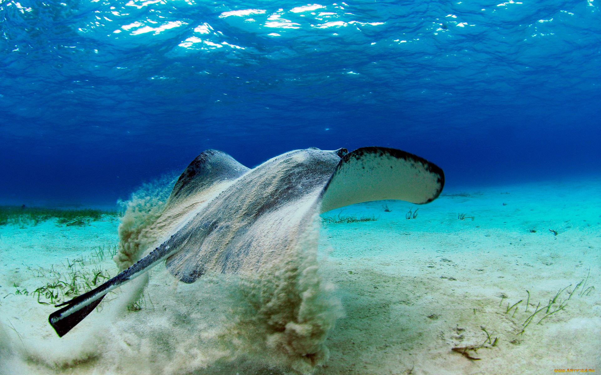 животные, рыбы, скат, подводный, мир, вода, глубина, дно, песок