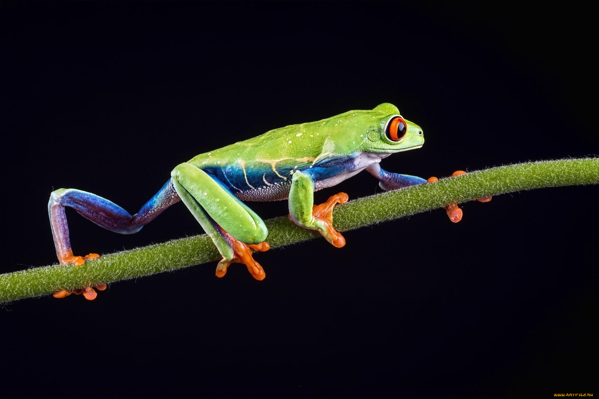 животные, лягушки, пресмыкающиеся, земноводные, лягушка