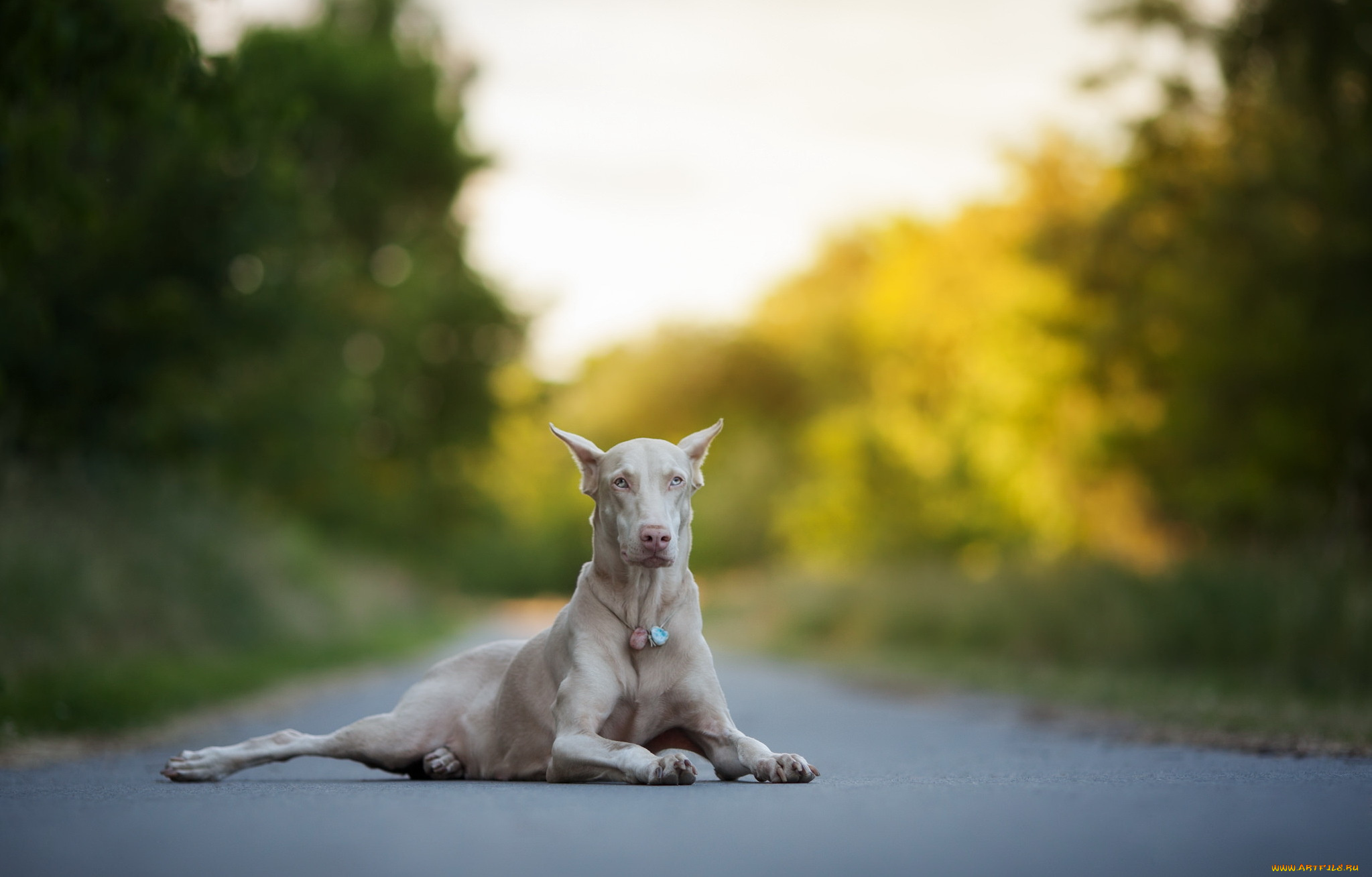 животные, собаки, взгляд, собака