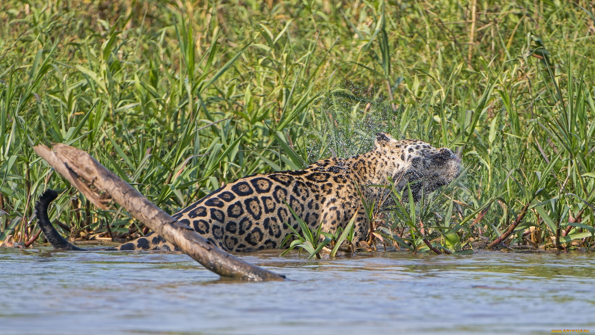 животные, Ягуары, отряхивается, брызги