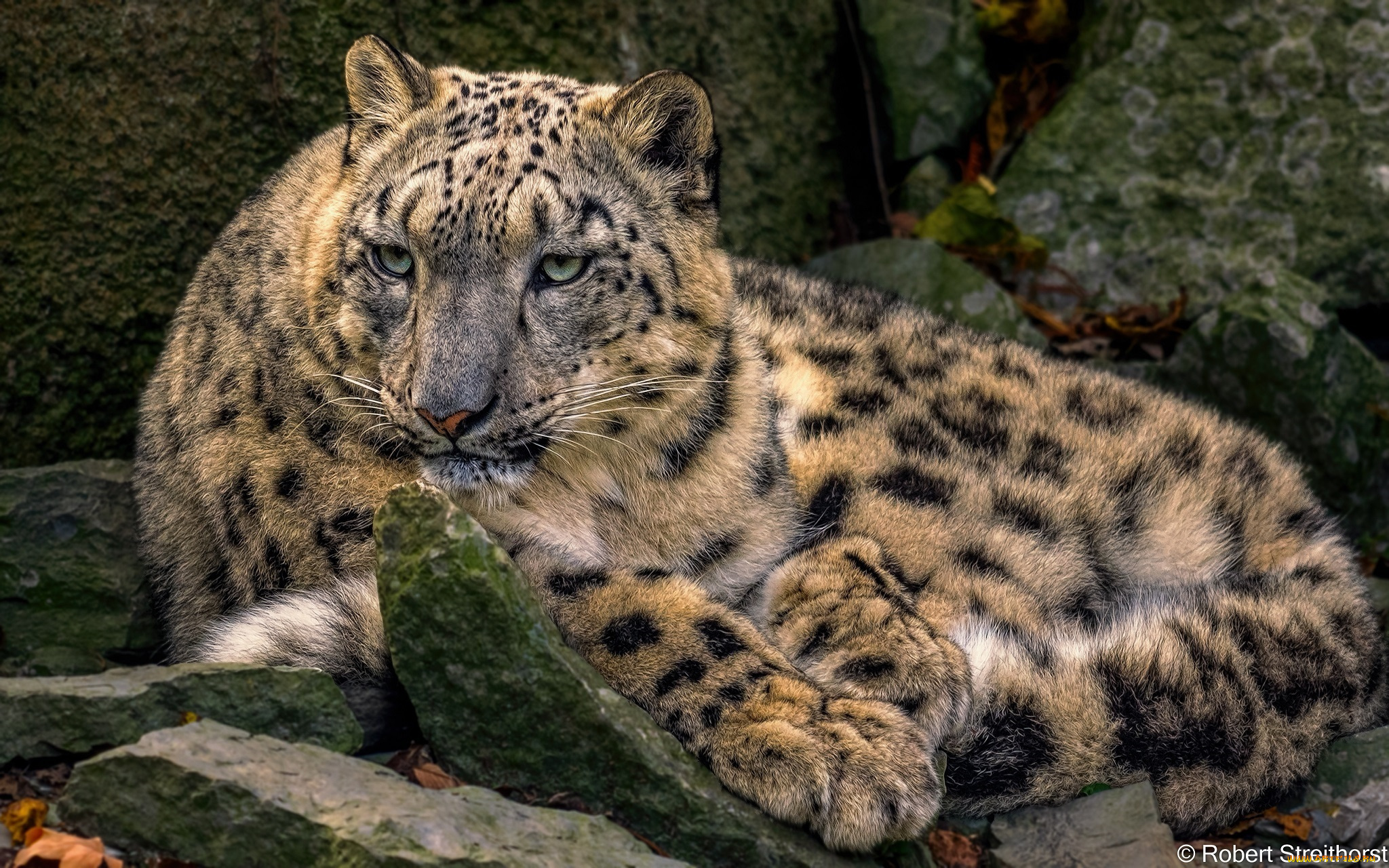 животные, снежный, барс, , ирбис, барс