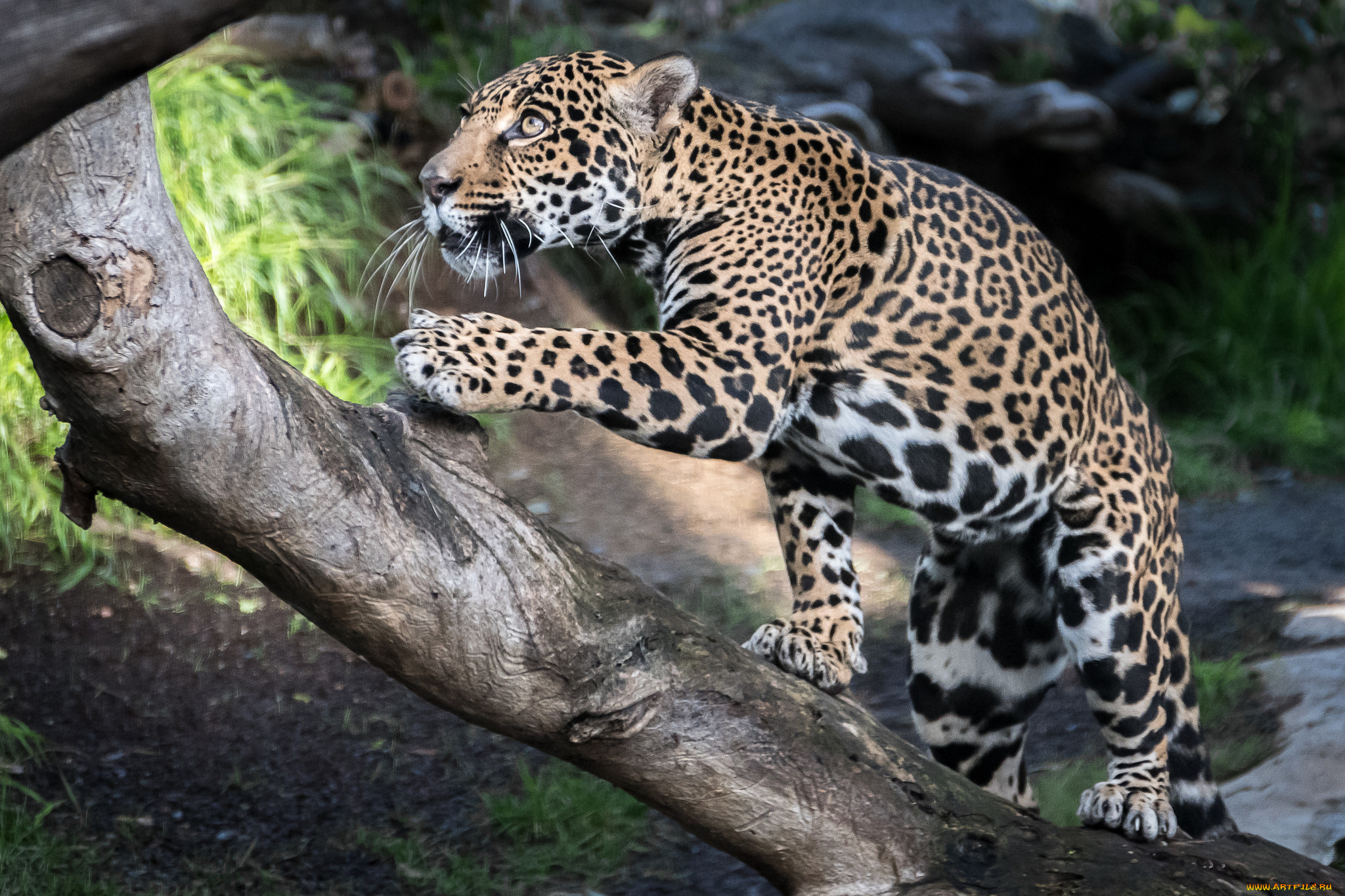 животные, леопарды, хищник