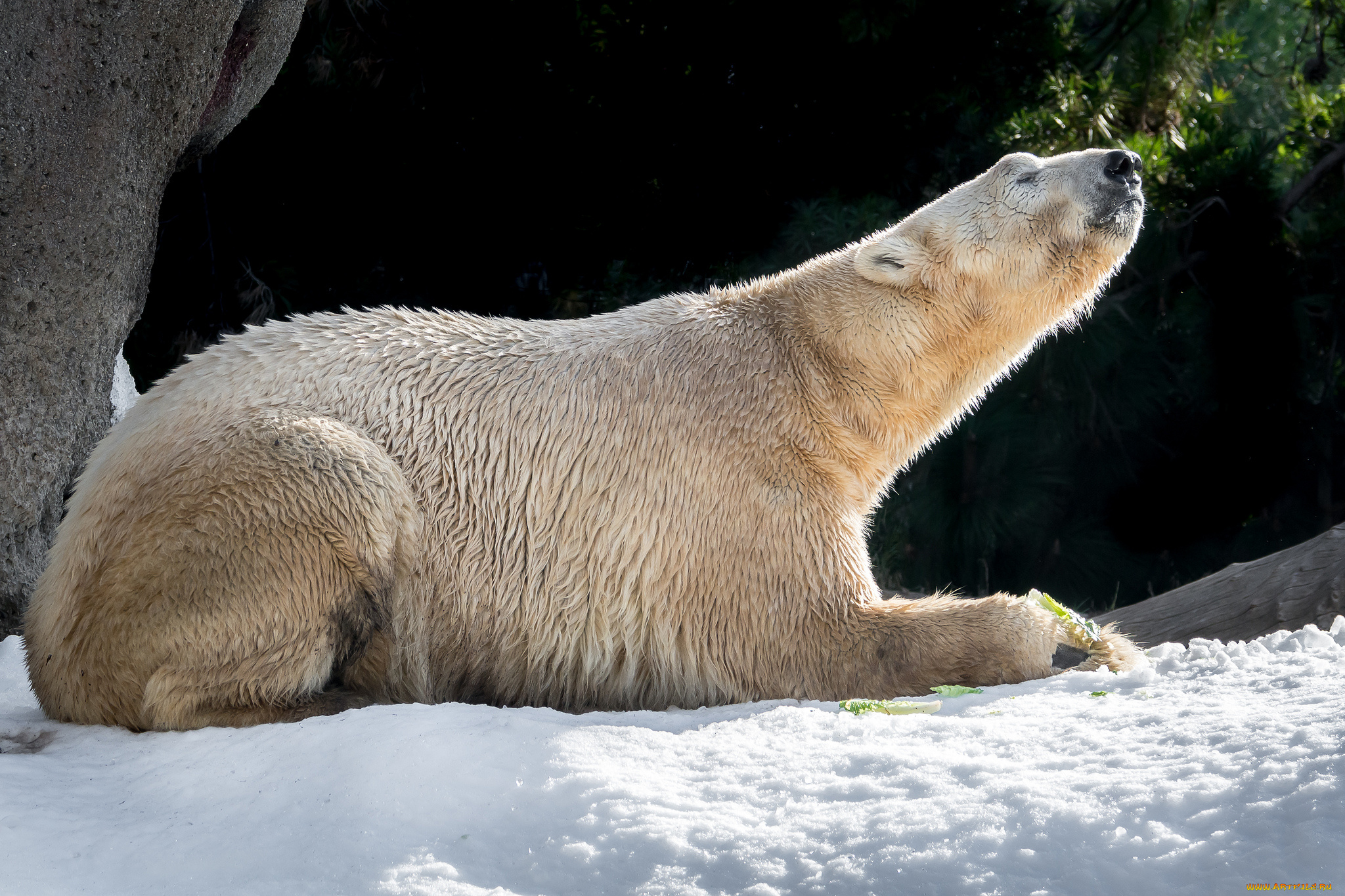 животные, медведи, хищник
