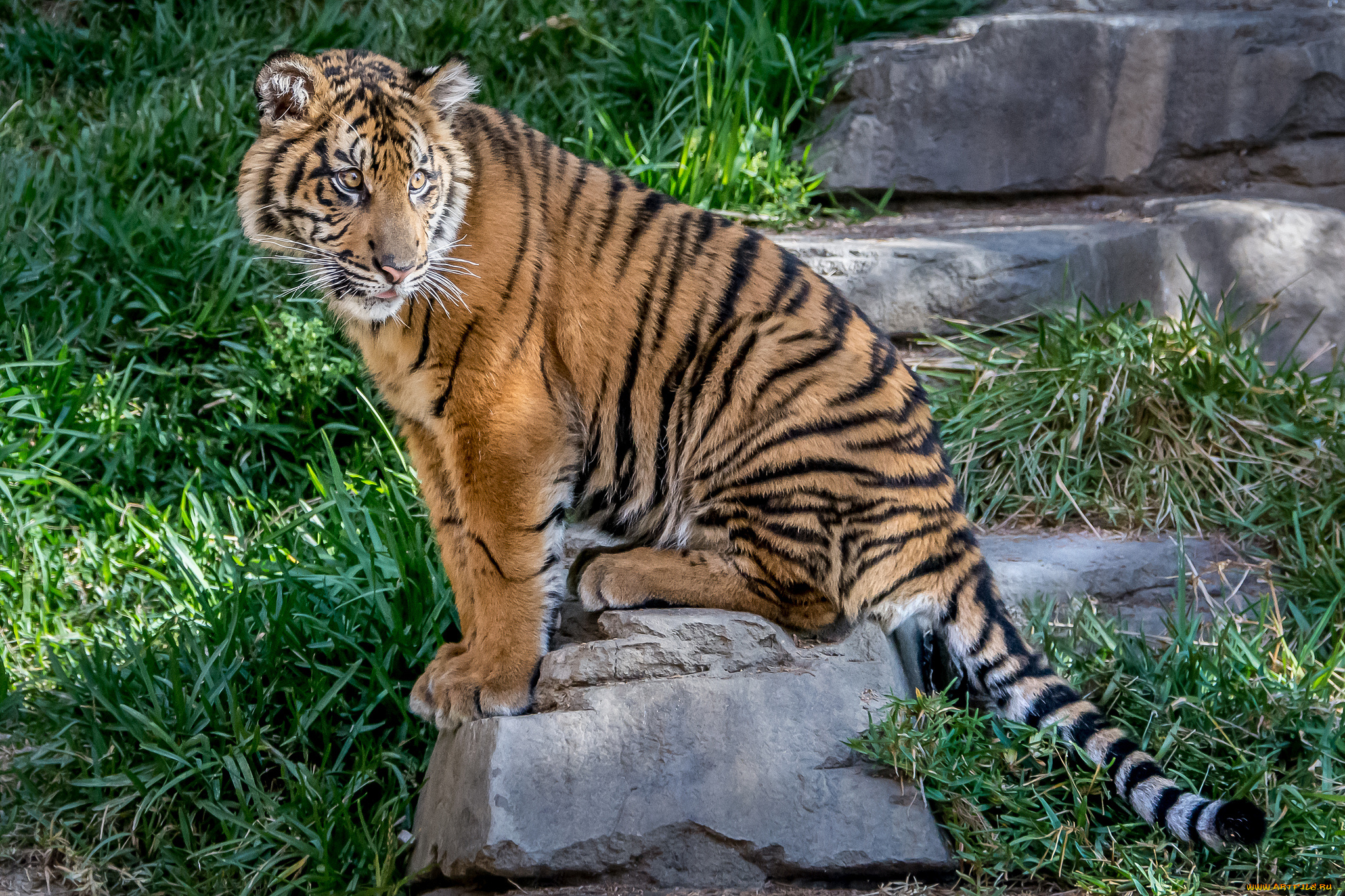 животные, тигры, хищник