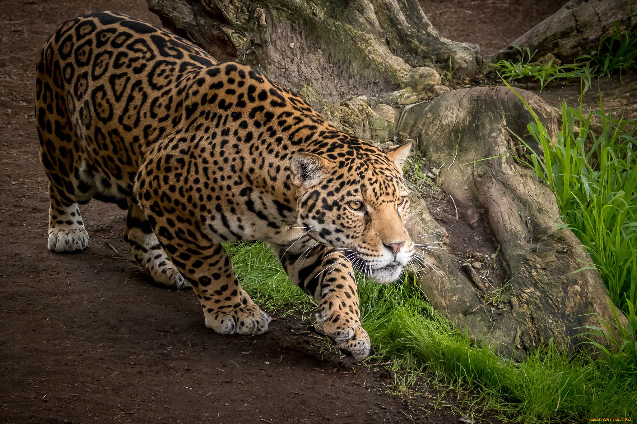 животные, Ягуары, хищник