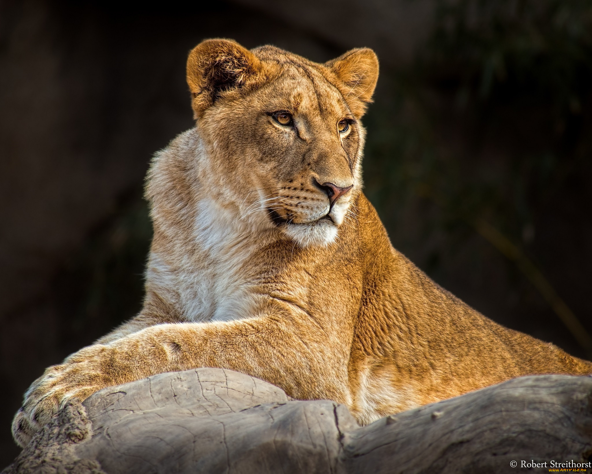 животные, львы, львица
