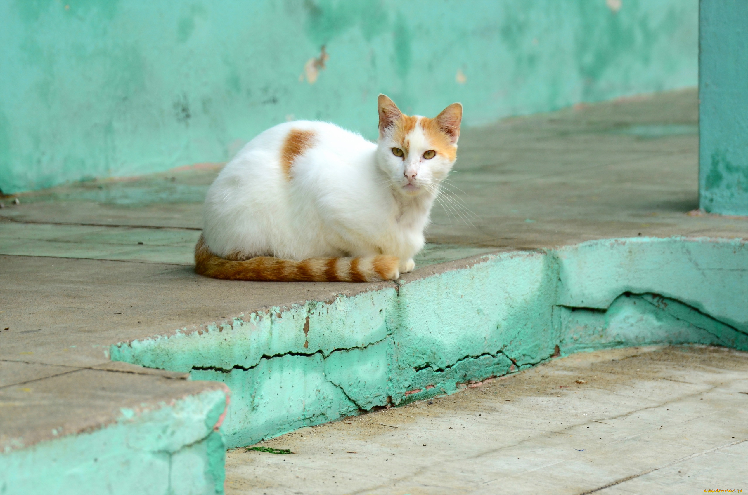 животные, коты, кошка, фон, взгляд