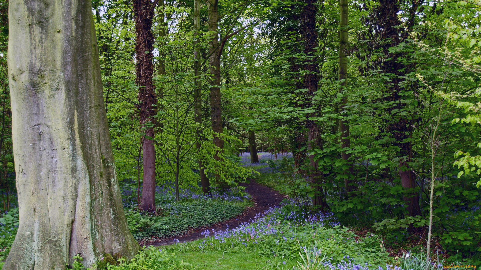 природа, лес, простор