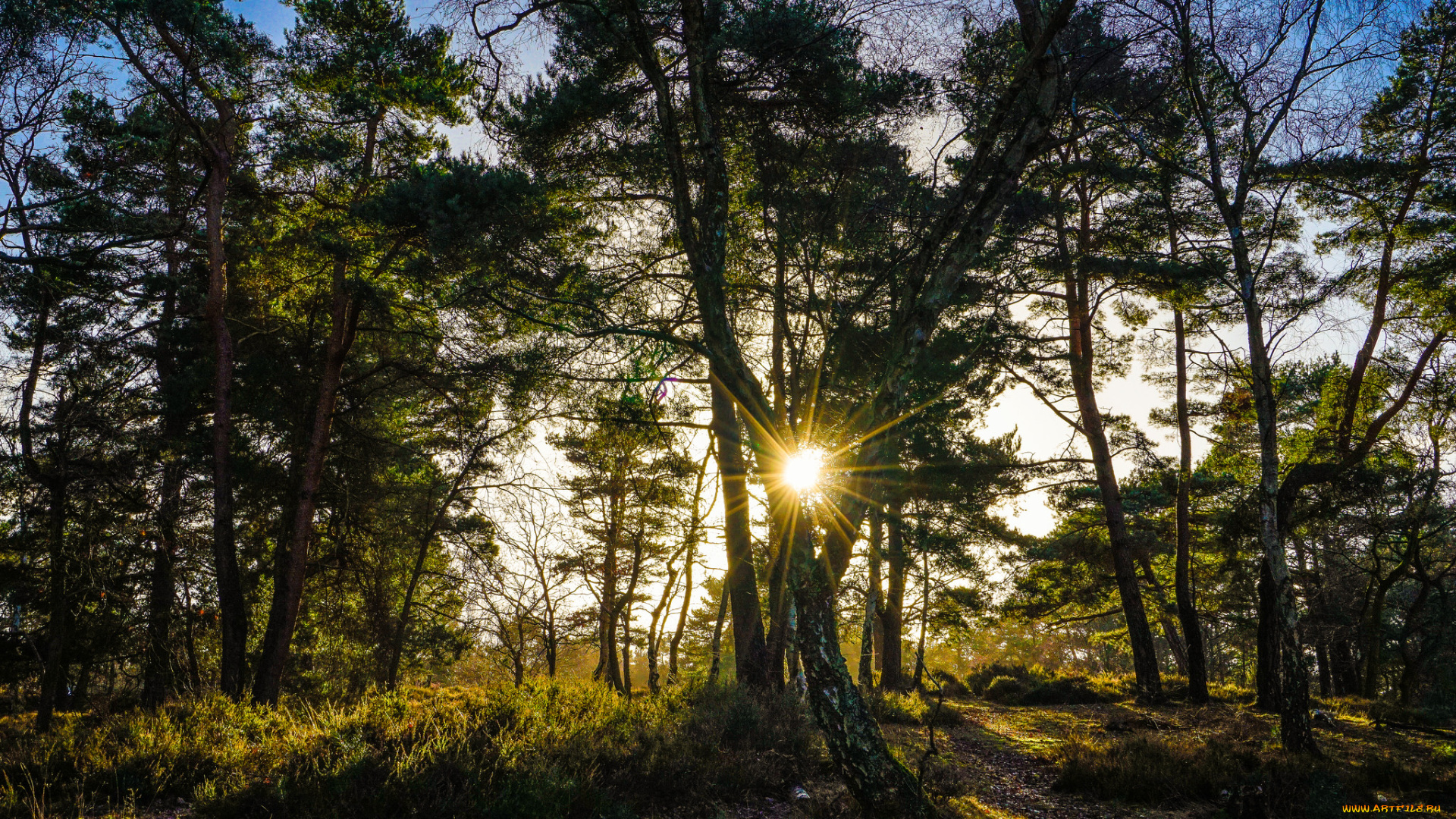 природа, лес, простор