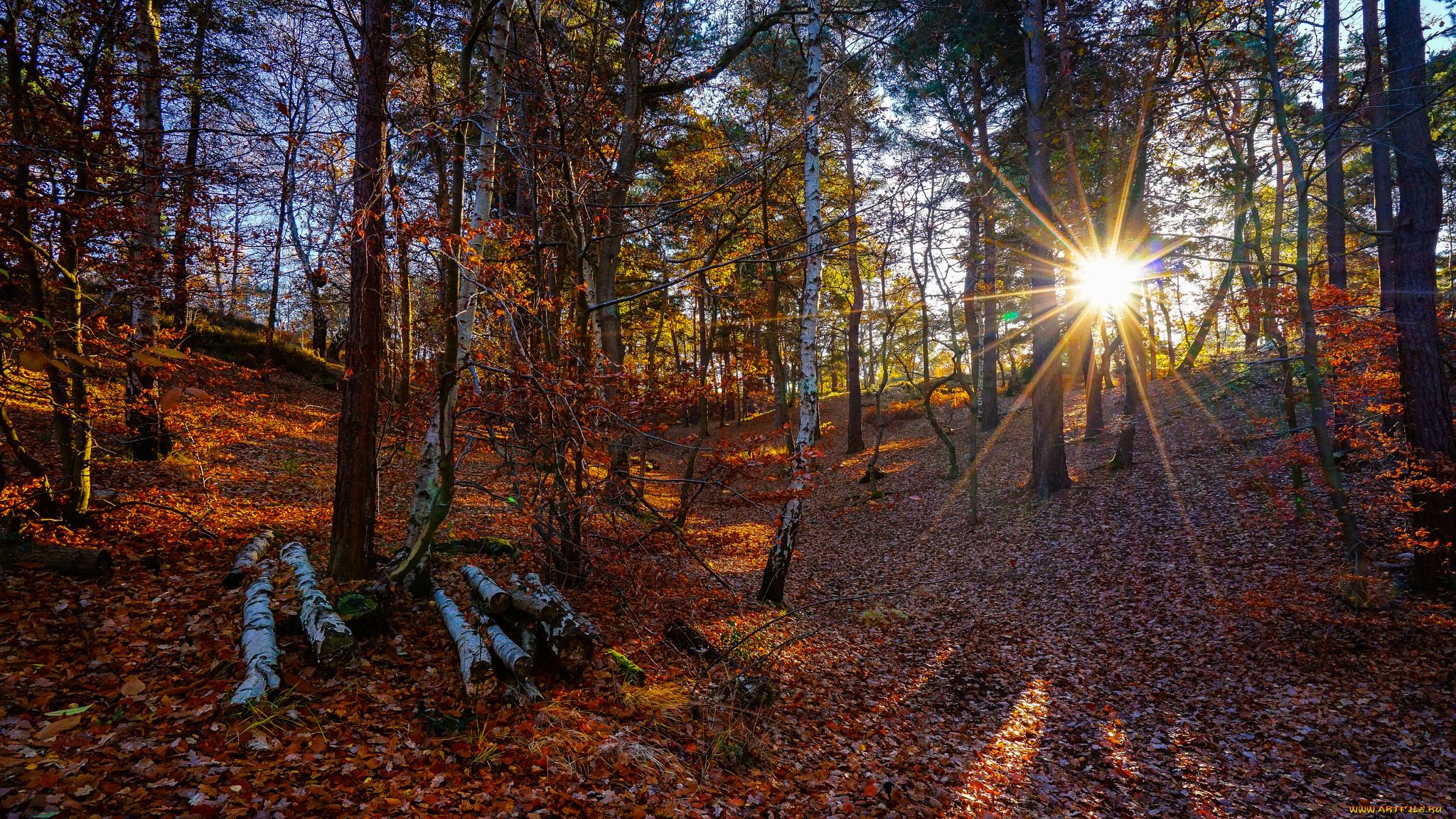 природа, лес, простор