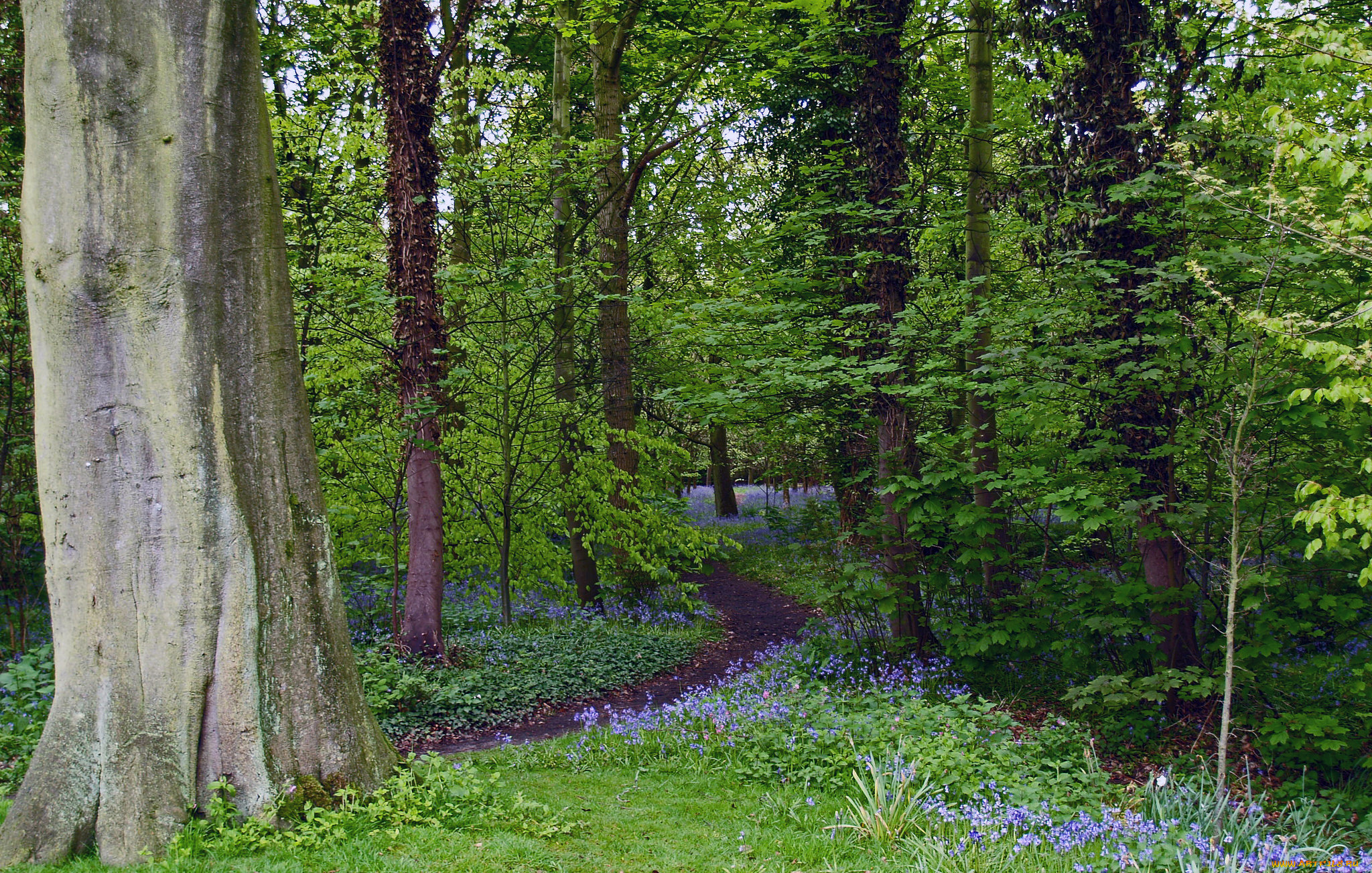 природа, лес, простор