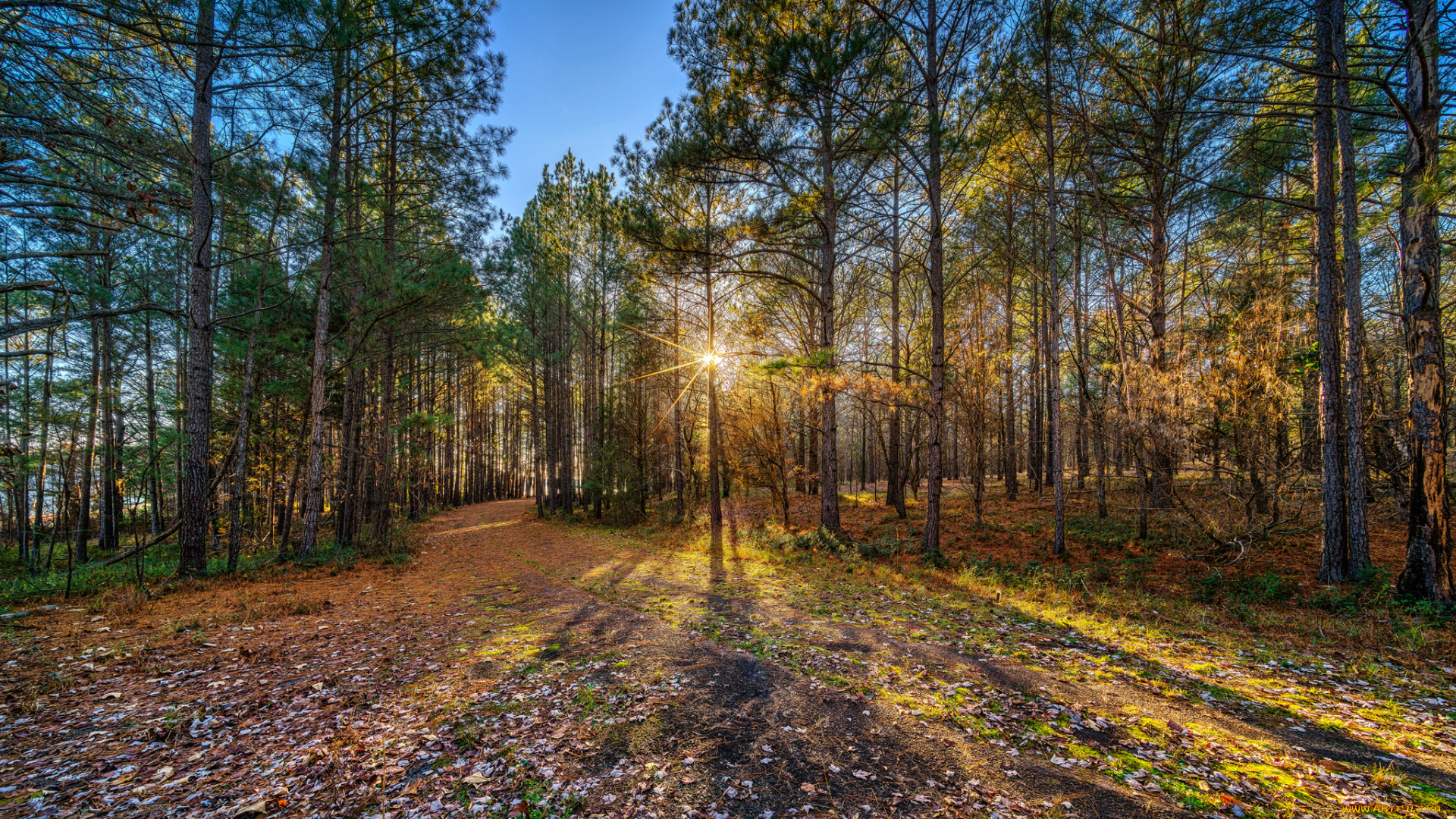 природа, лес, простор