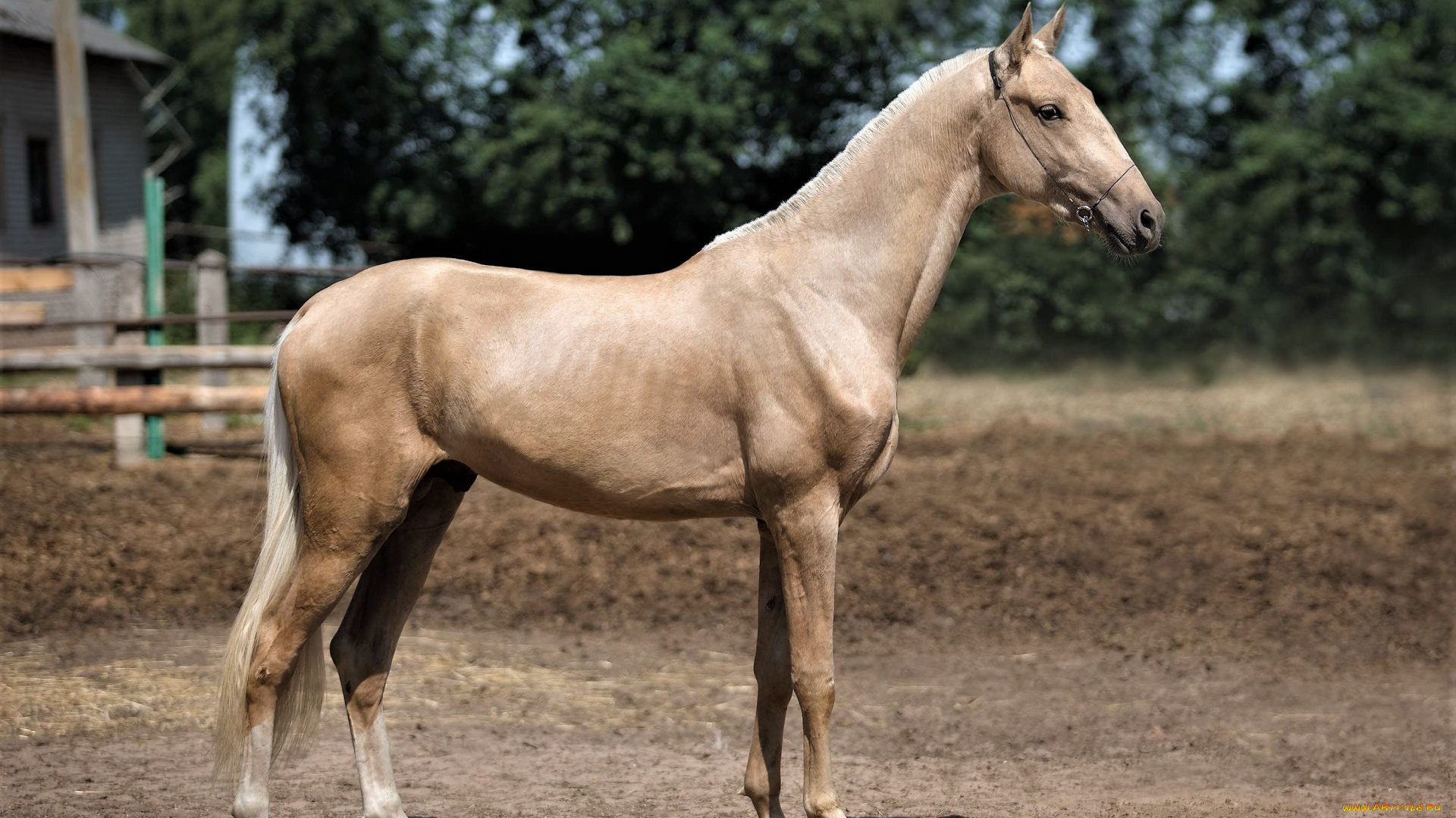 животные, лошади, ахалтекинец, соловый, загон