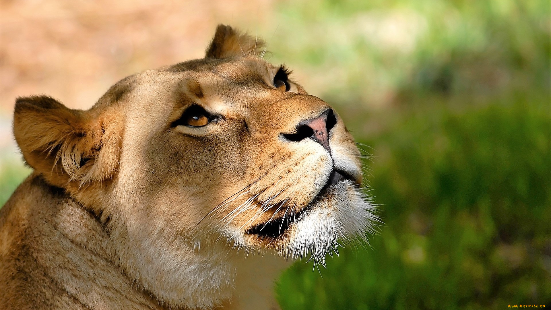 животные, львы, львица