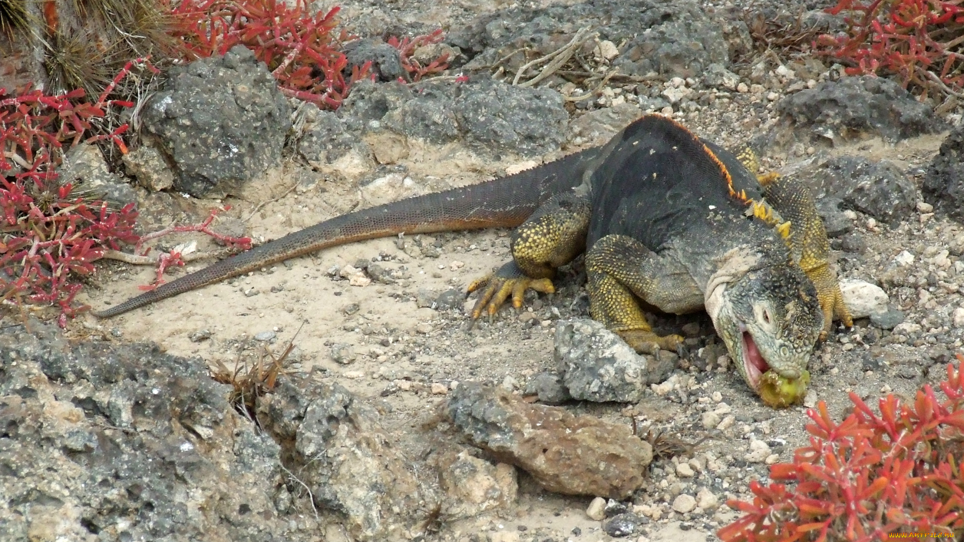 животные, ящерицы, , игуаны, , вараны, игуана, еда, камни