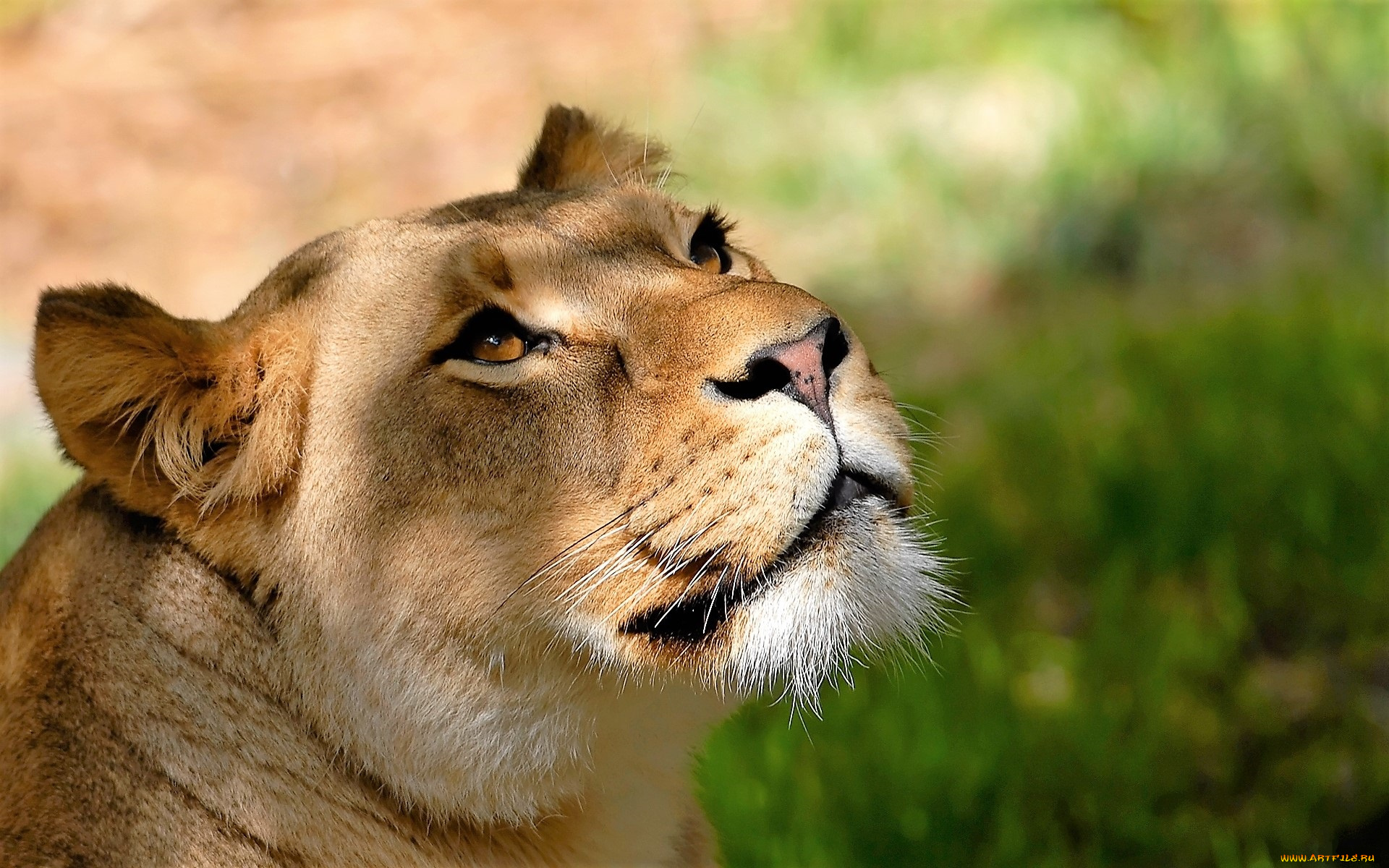 животные, львы, львица