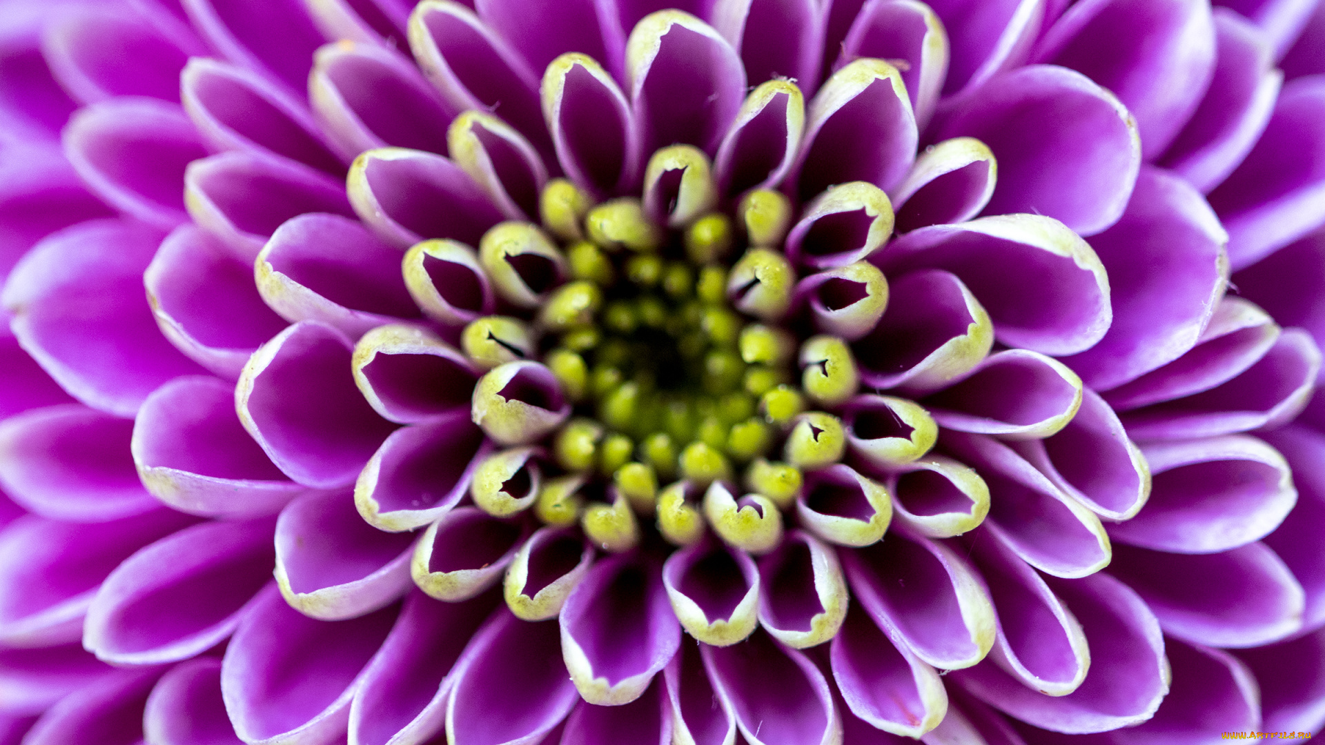 цветы, хризантемы, хризантема