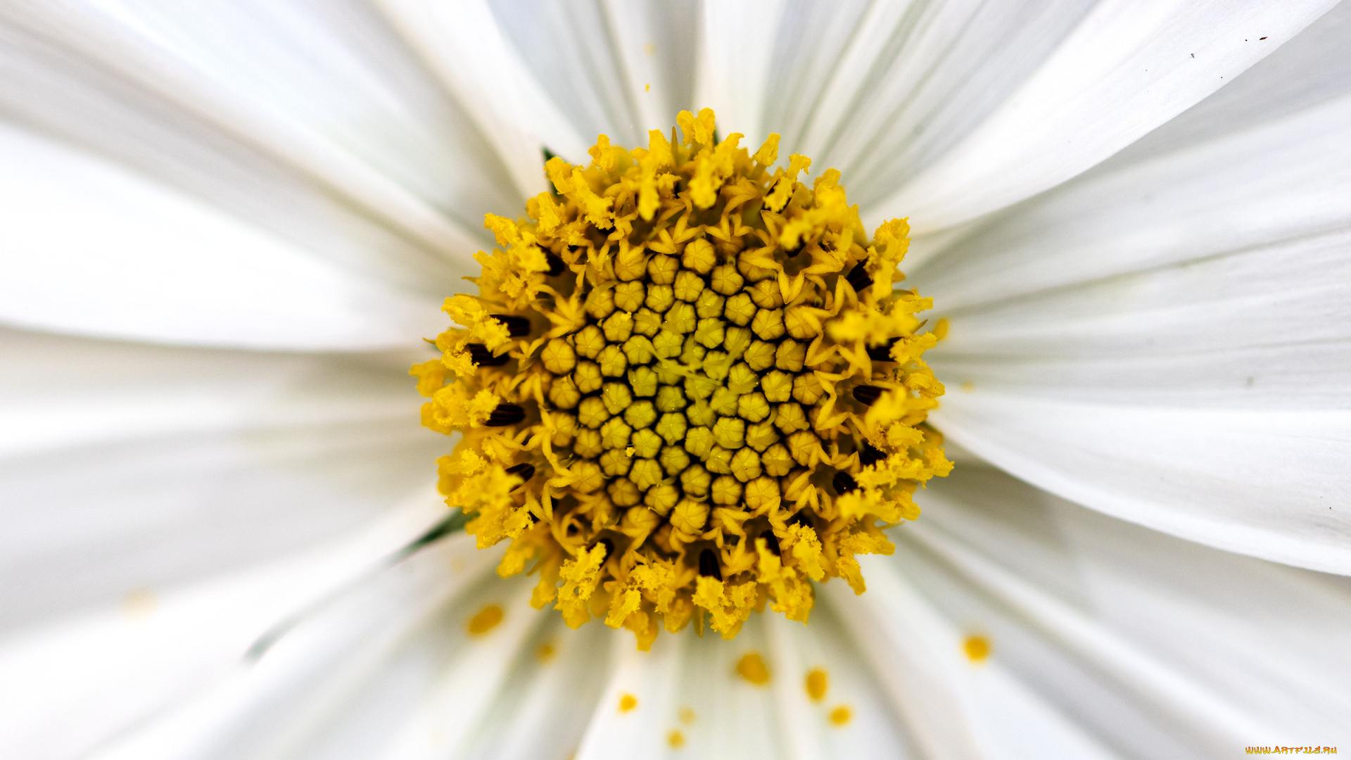 цветы, космея, белый