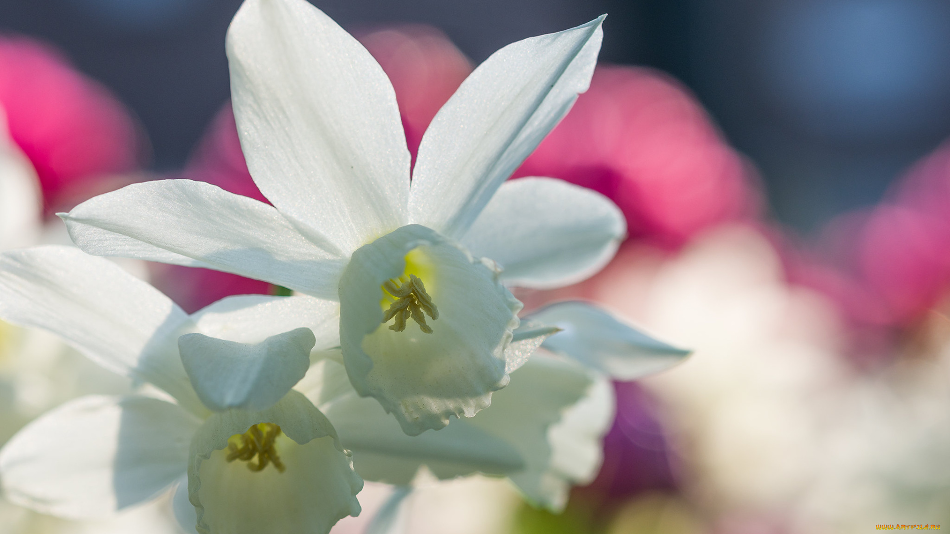 цветы, нарциссы