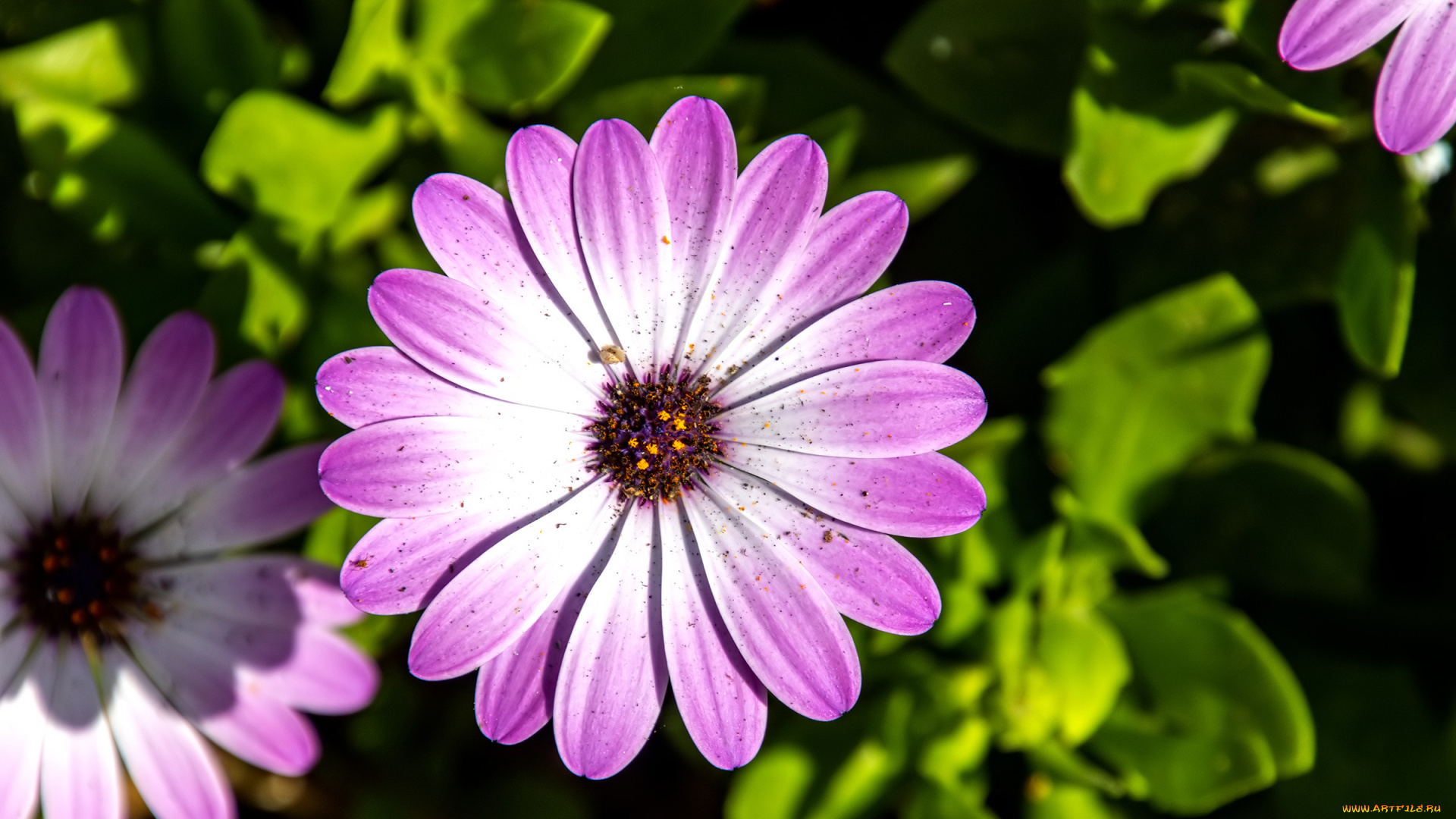 цветы, остеоспермумы, цветок