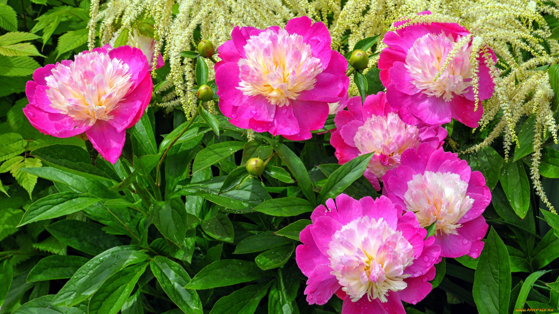цветы, пионы, розовые, куст