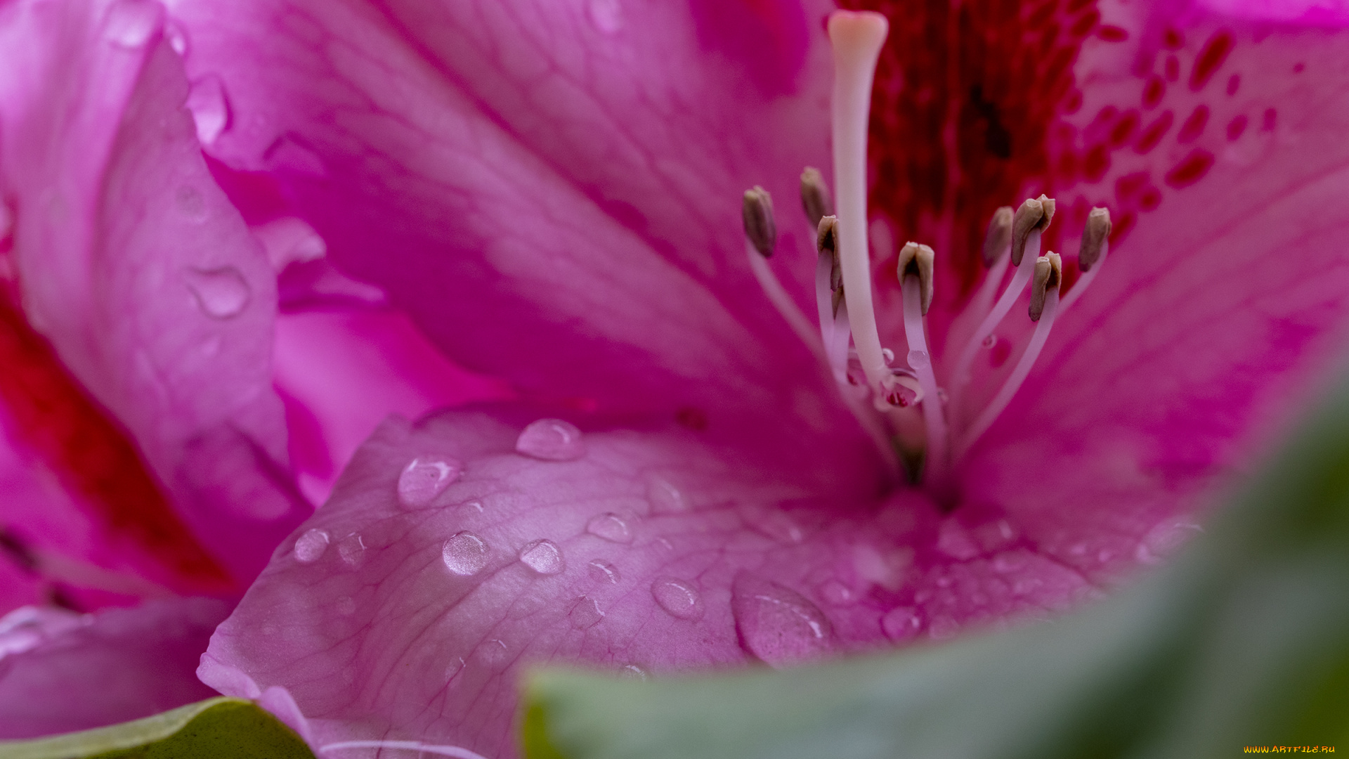 цветы, рододендроны, , азалии, лепестки