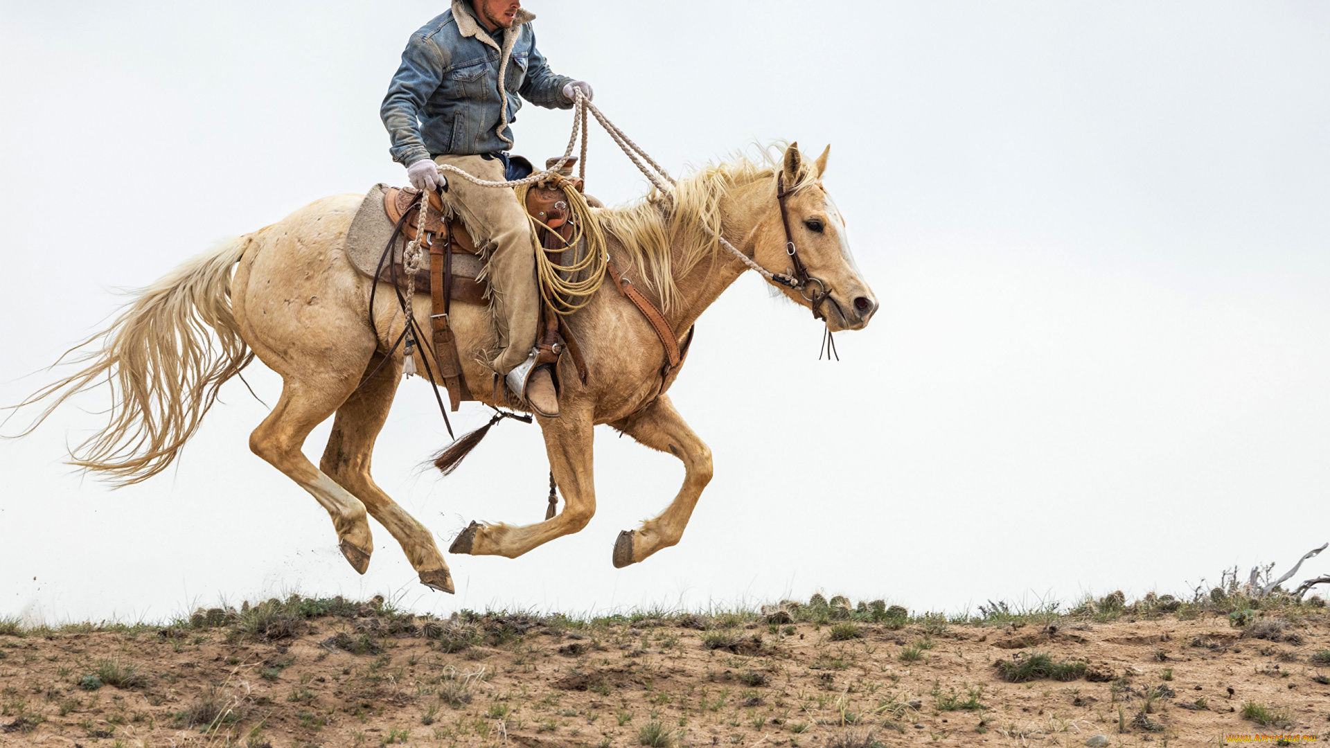 мужчины, -, креатив, , косплей, лошадь, ковбой, шляпа, куртка, пoлeт