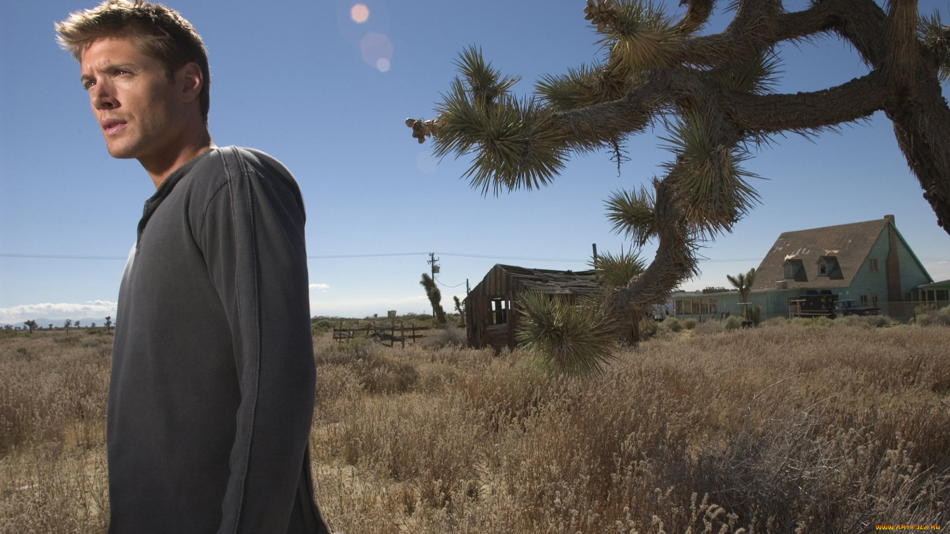 мужчины, jensen, ackles, актер, свитер, дома, луг