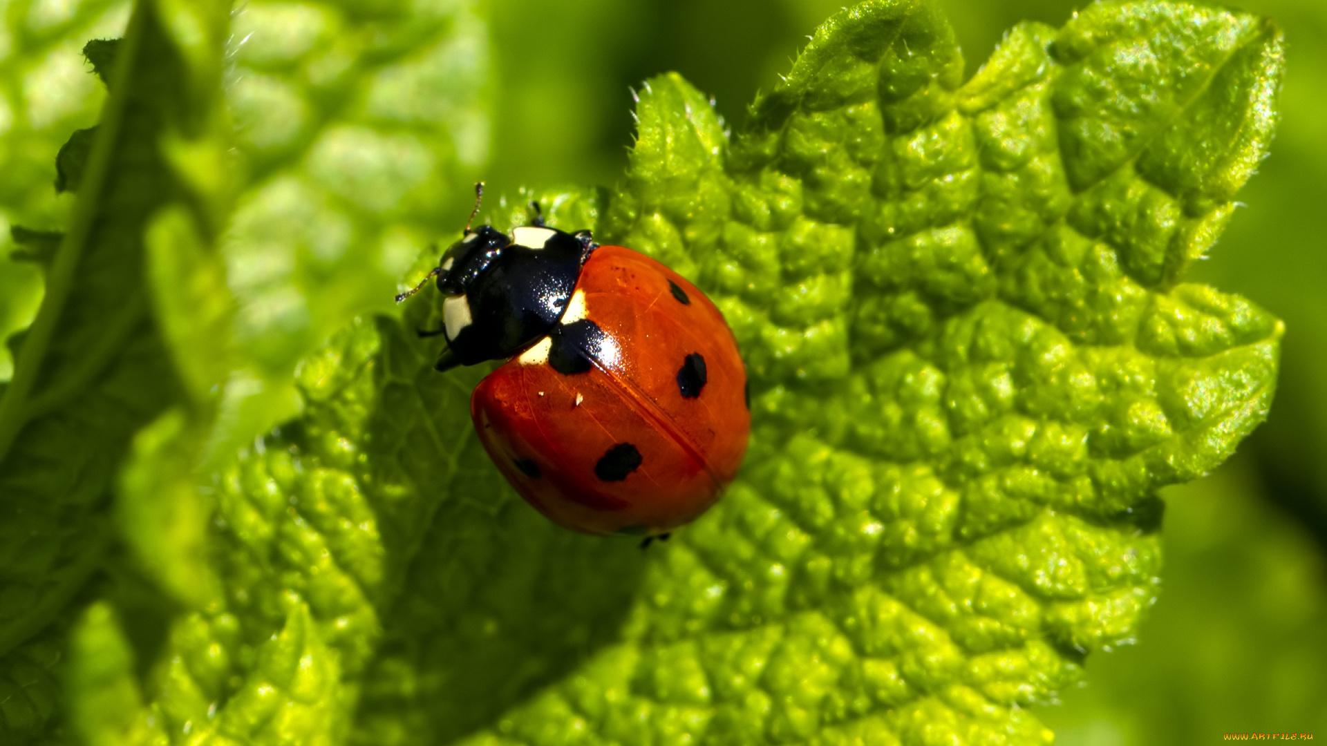 животные, божьи, коровки, жук
