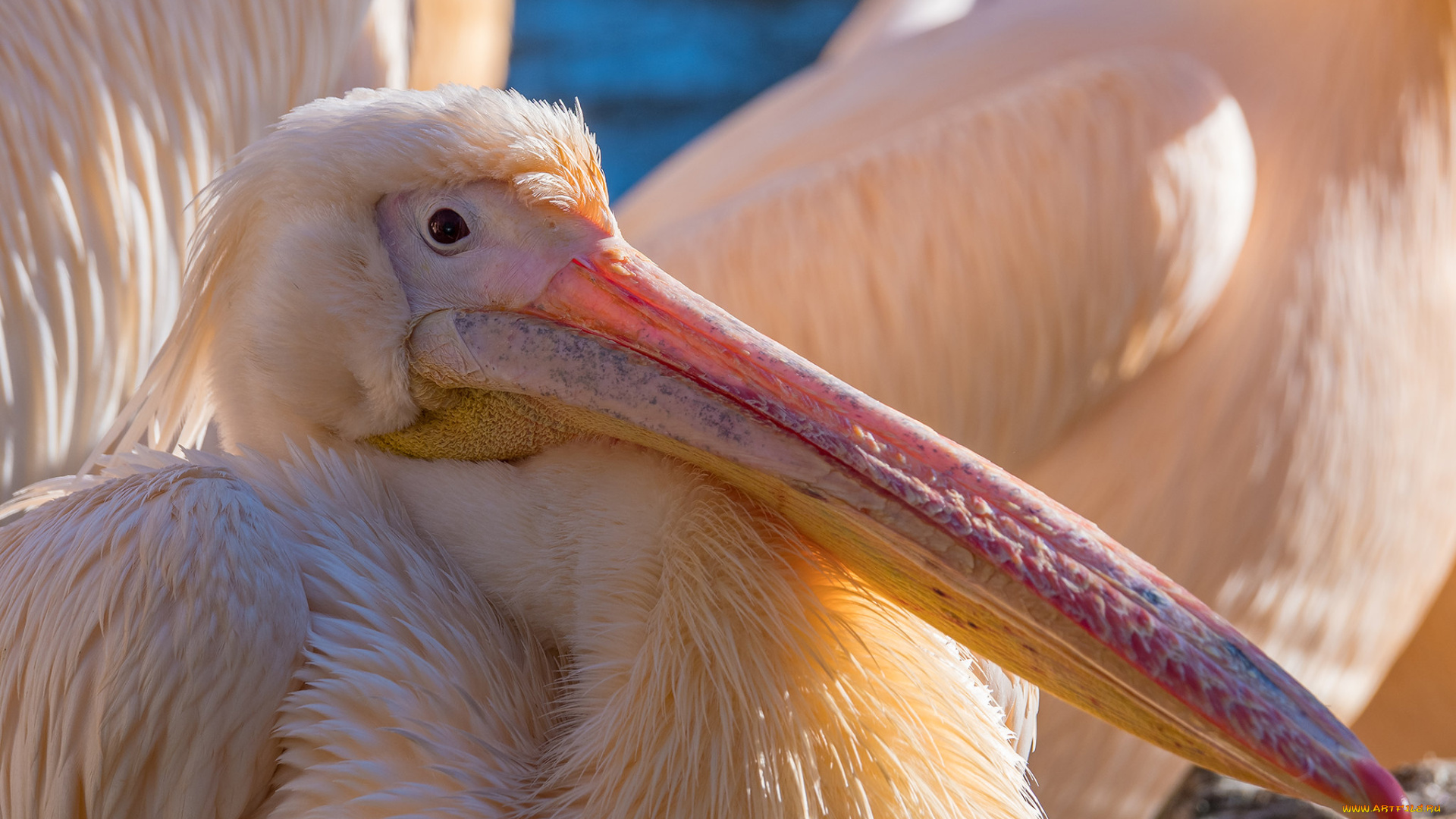 животные, пеликаны, пеликан