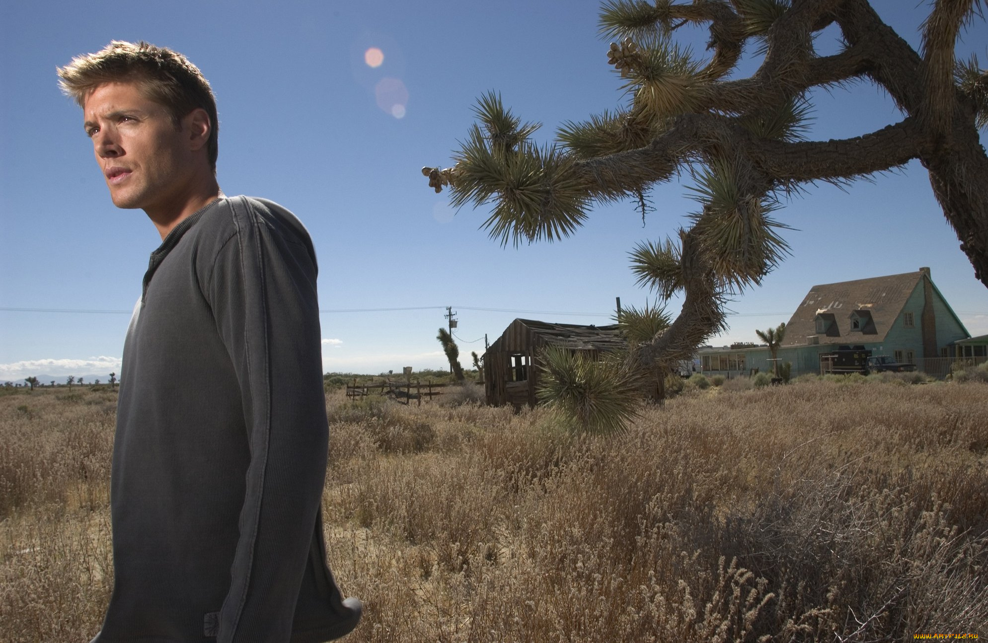 мужчины, jensen, ackles, актер, свитер, дома, луг