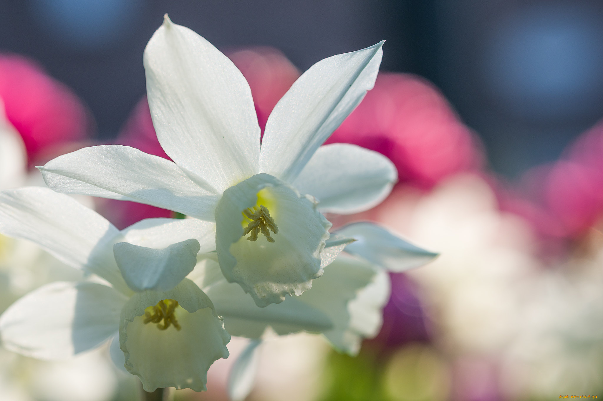 цветы, нарциссы