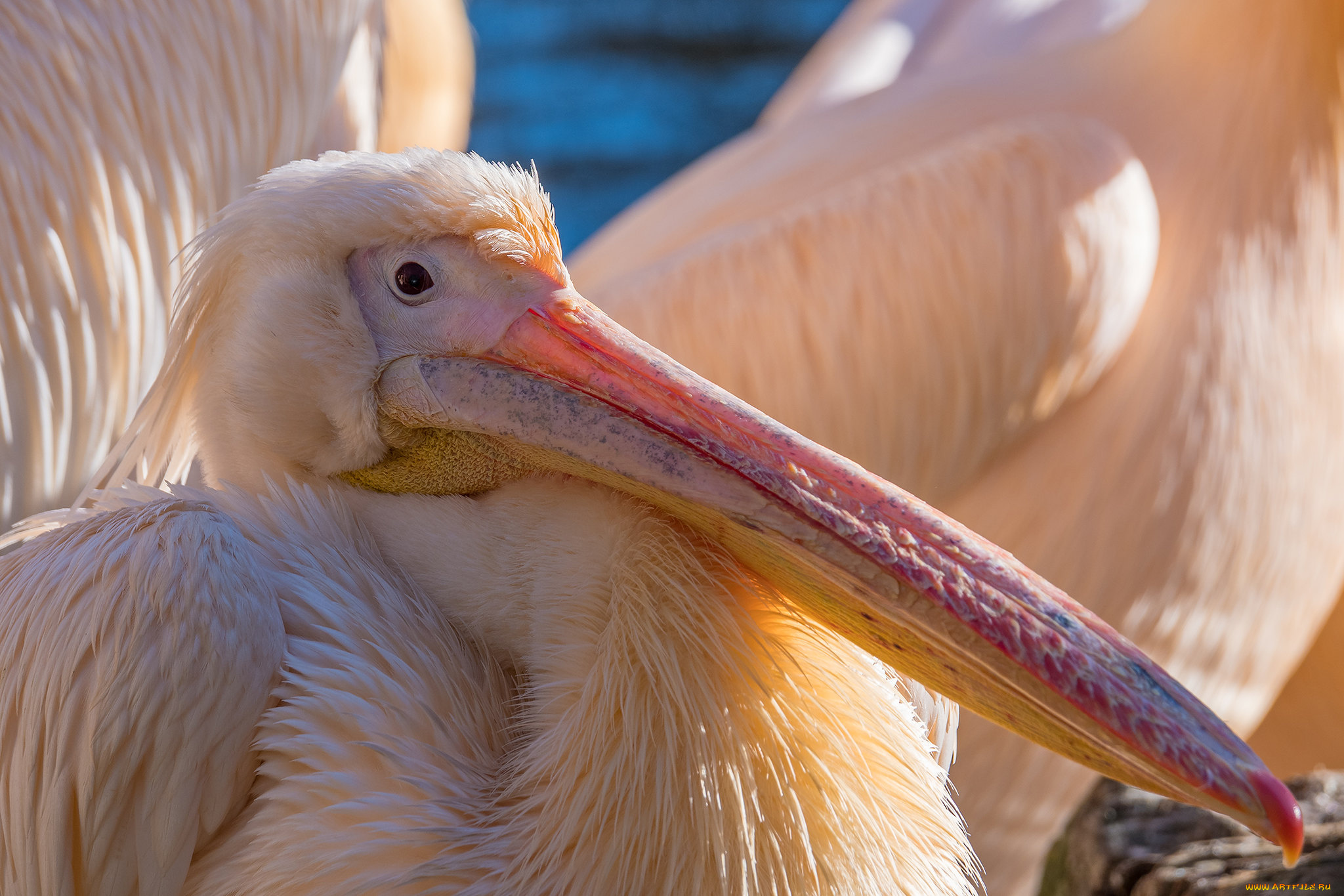 животные, пеликаны, пеликан