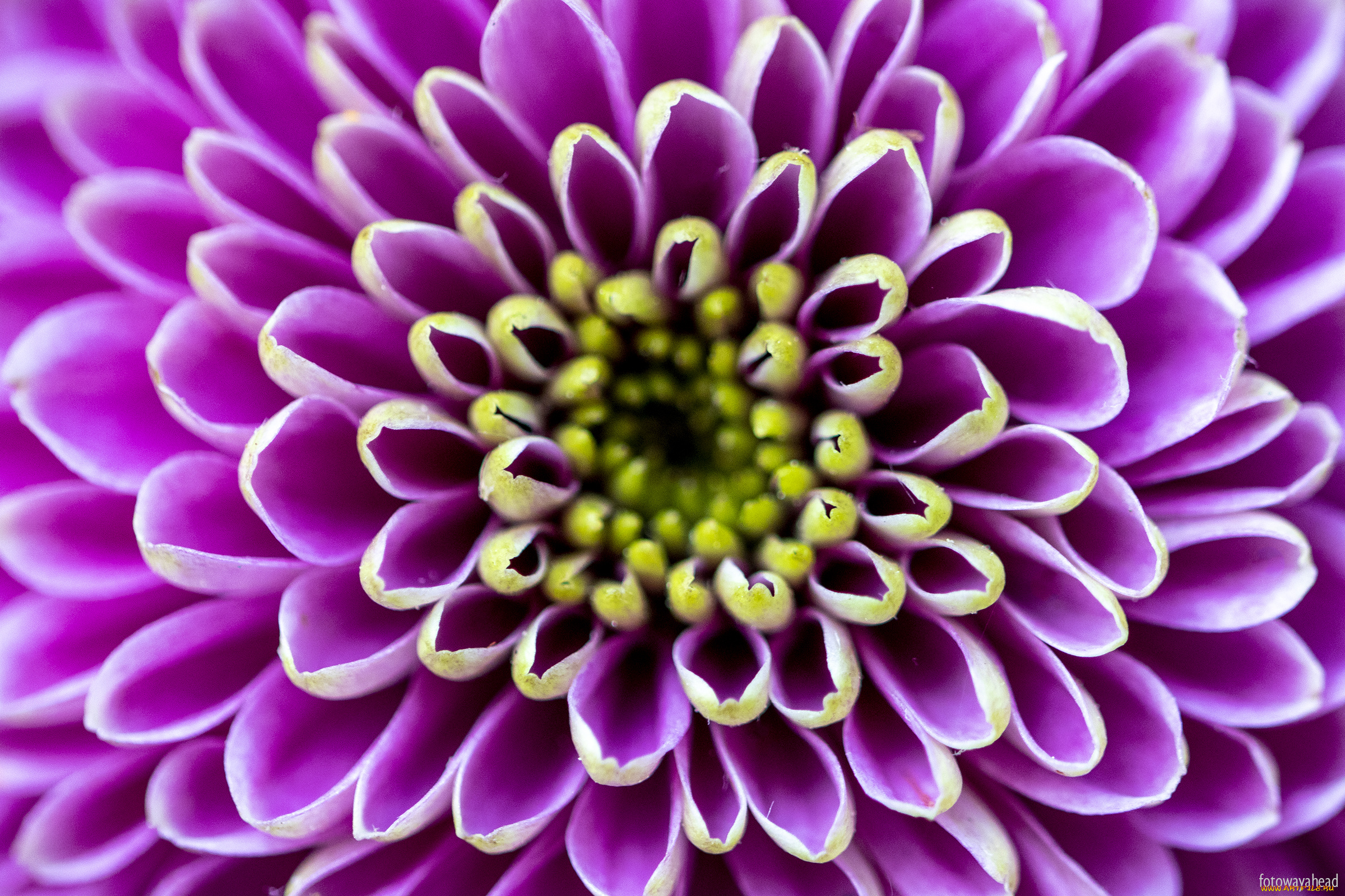 цветы, хризантемы, хризантема