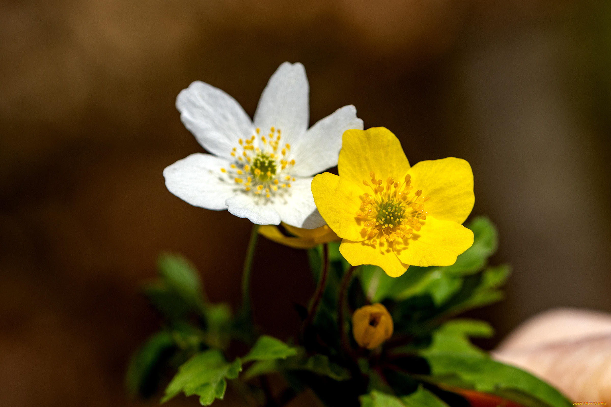 цветы, калужницы, , лютики, пара