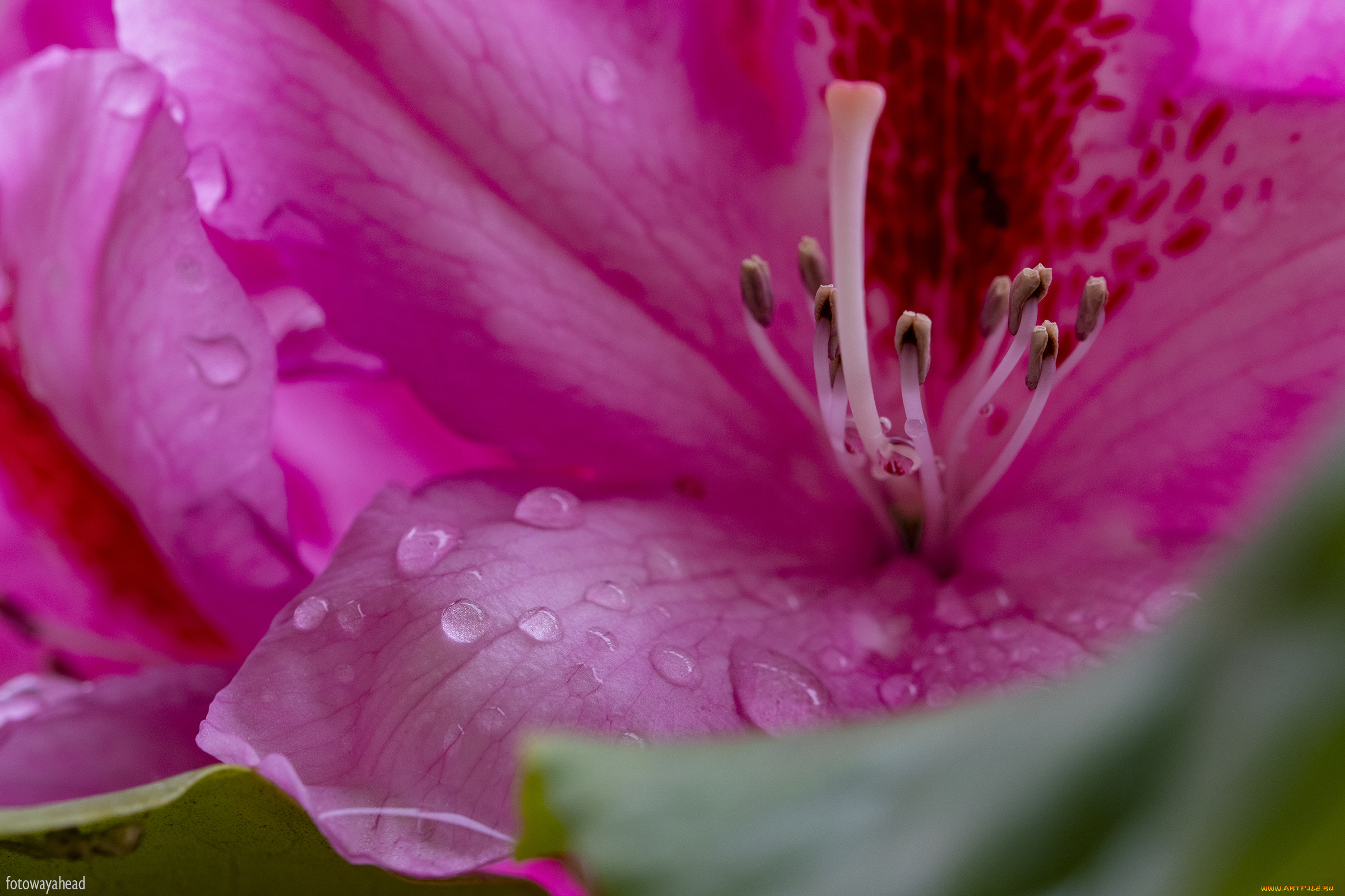 цветы, рододендроны, , азалии, лепестки