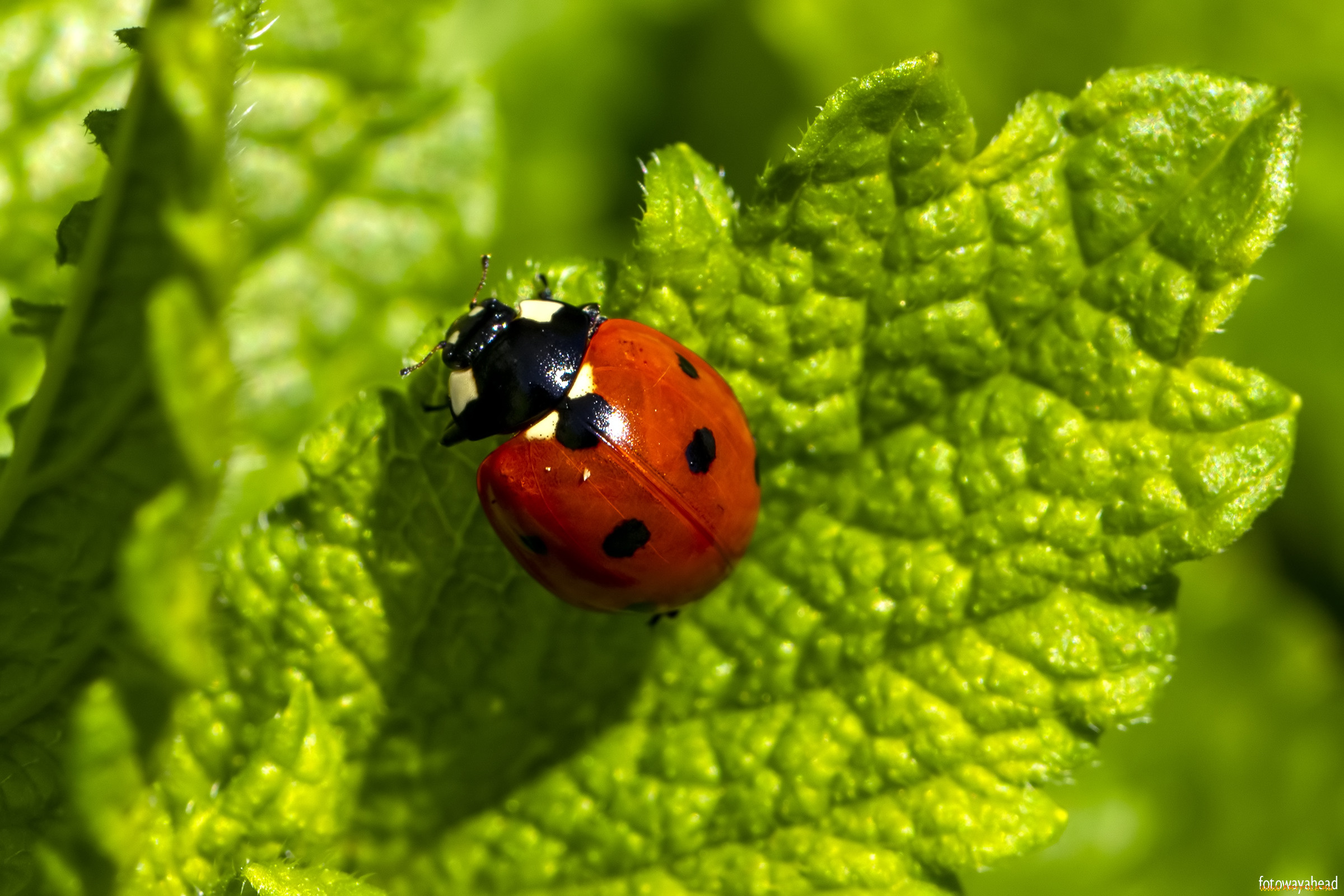животные, божьи, коровки, жук