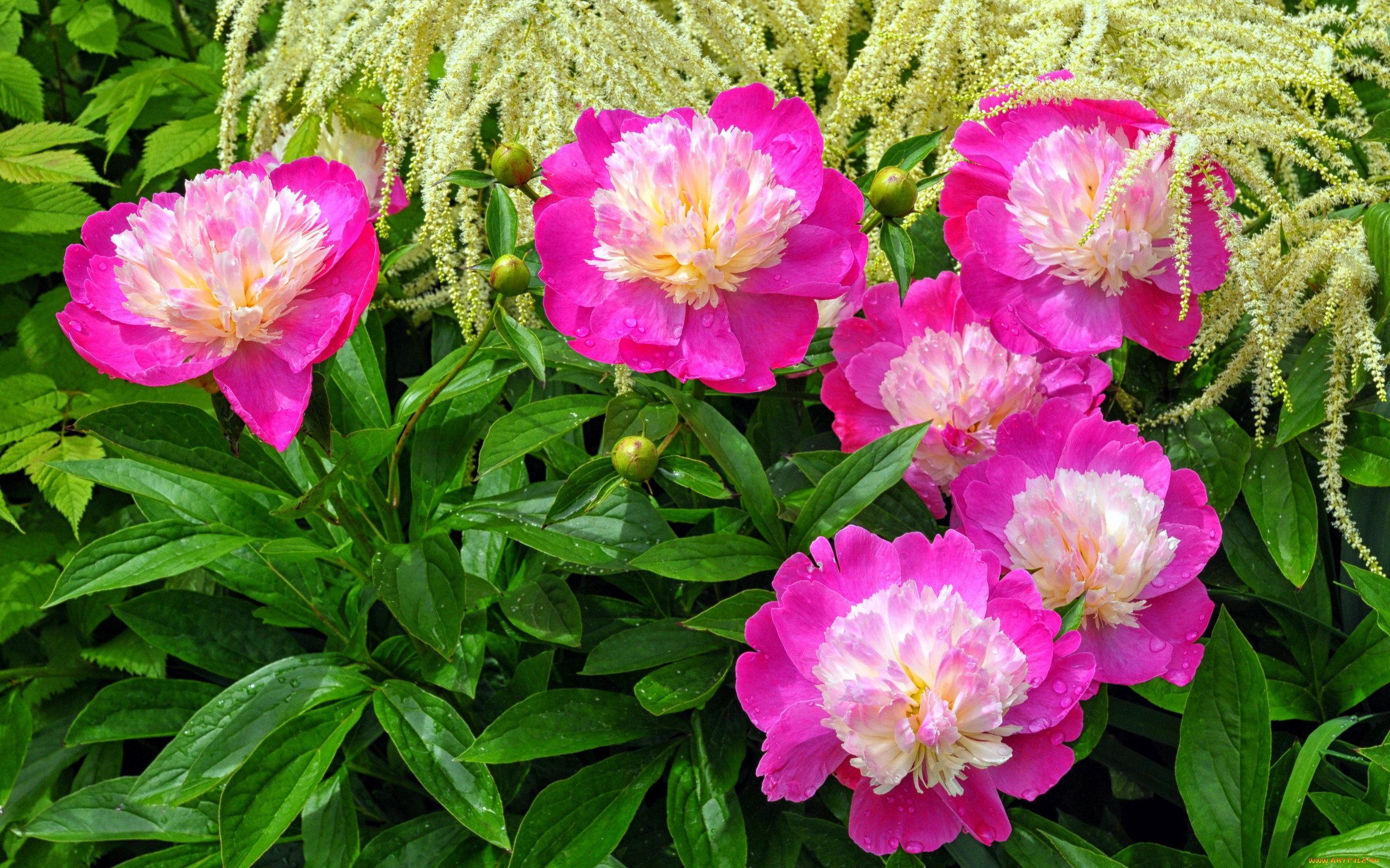 цветы, пионы, розовые, куст
