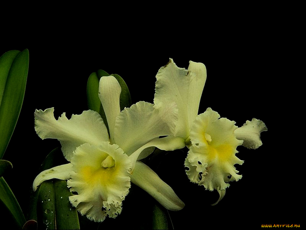 цветы, орхидеи