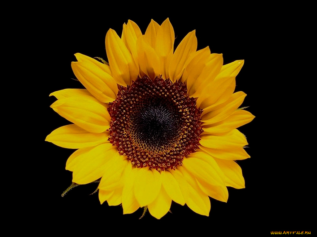 цветы, подсолнухи