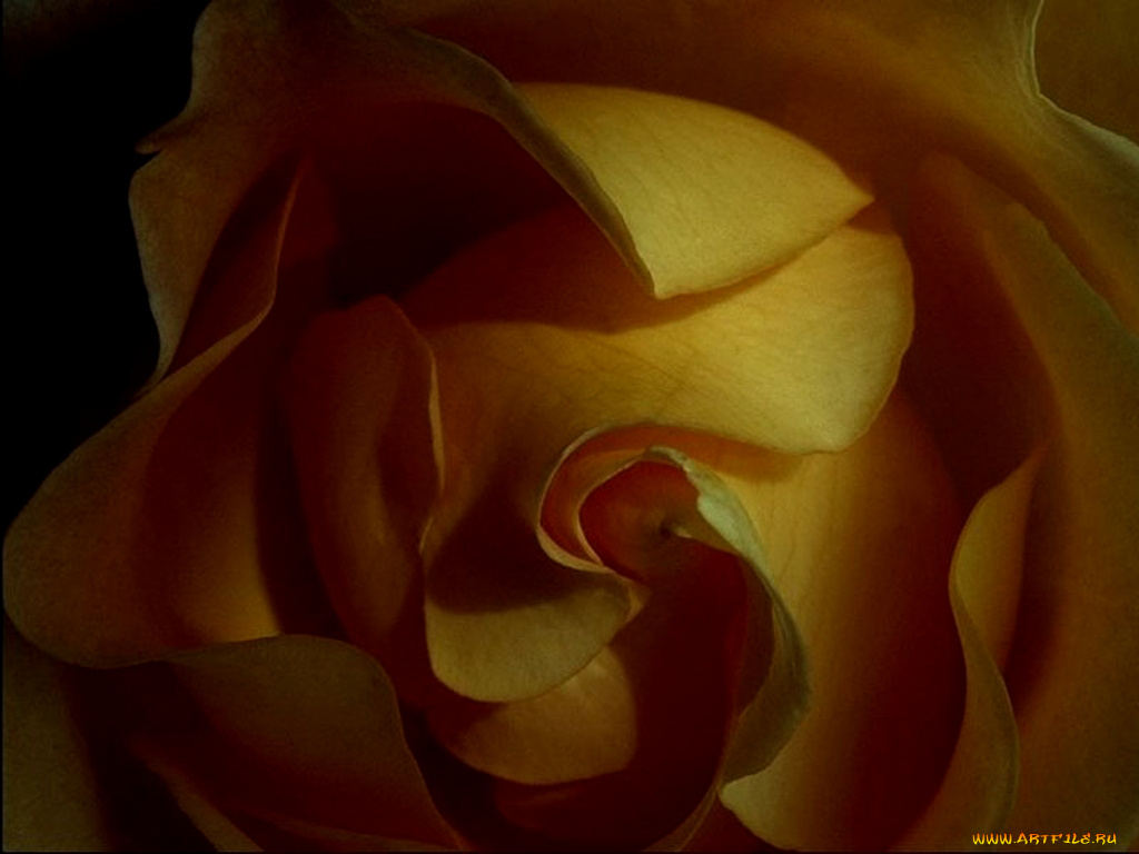 цветы, розы