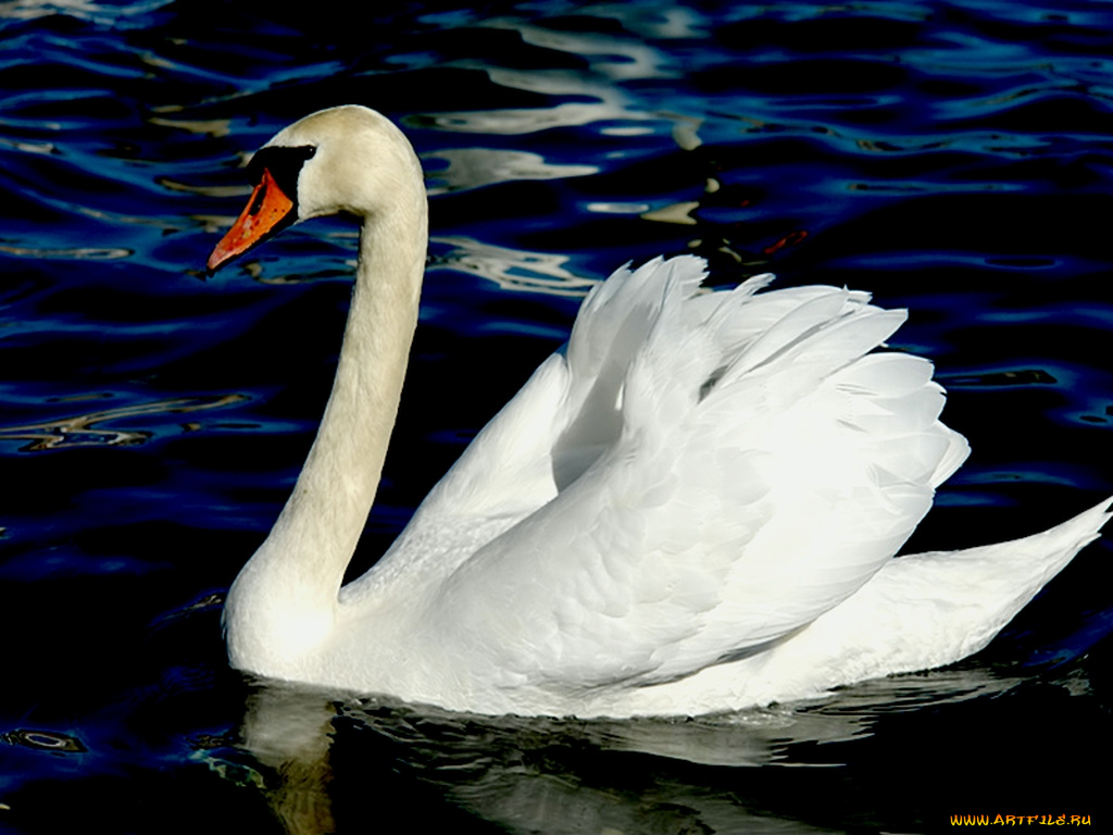 лебедь, животные, лебеди