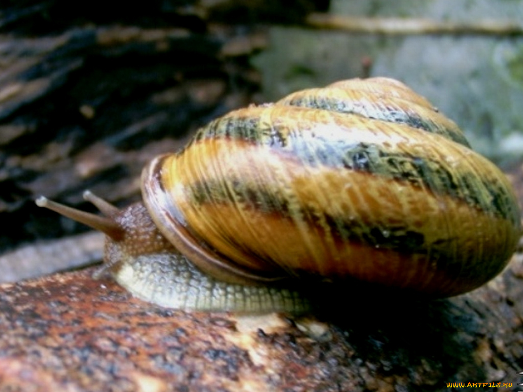 улитка, животные, улитки
