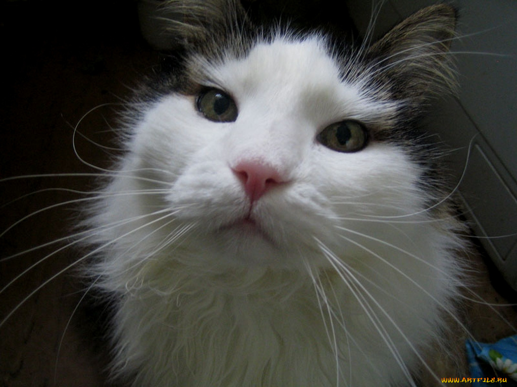 животные, коты