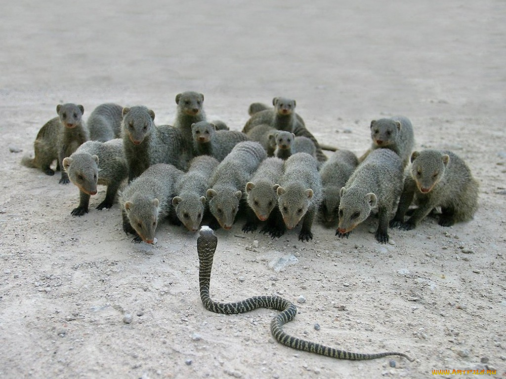 животные, разные, вместе