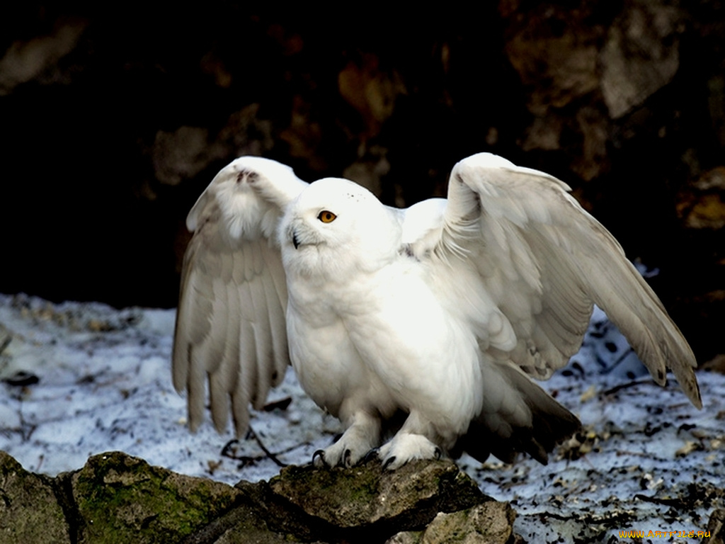 животные, совы