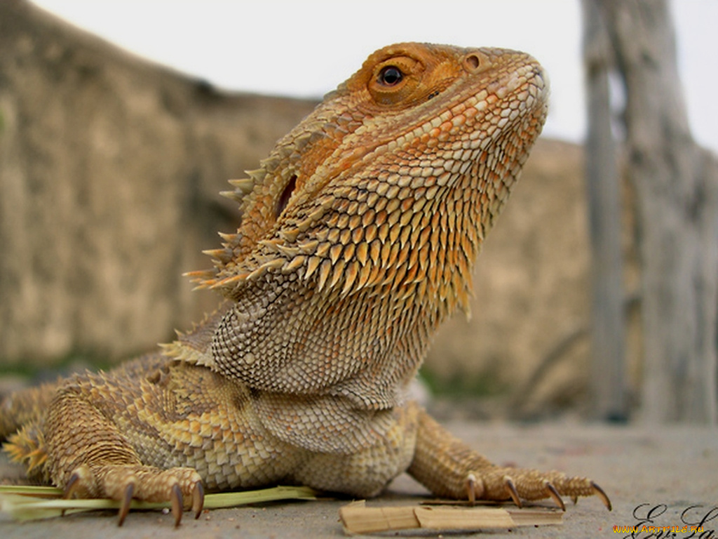 животные, Ящерицы, игуаны, вараны