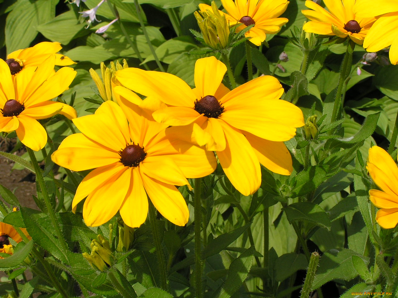 цветы, рудбекия
