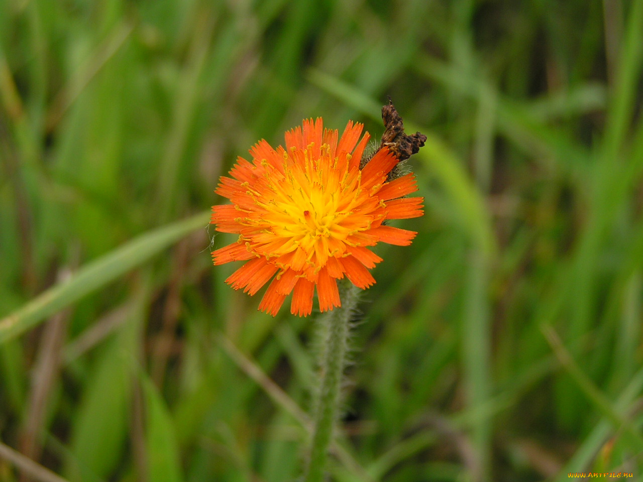 огонек, цветы, луговые, полевые