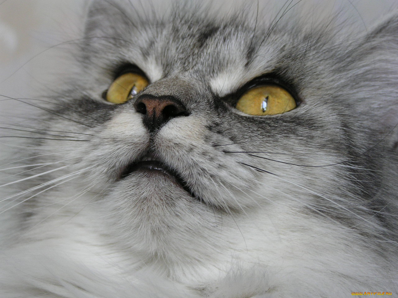 животные, коты